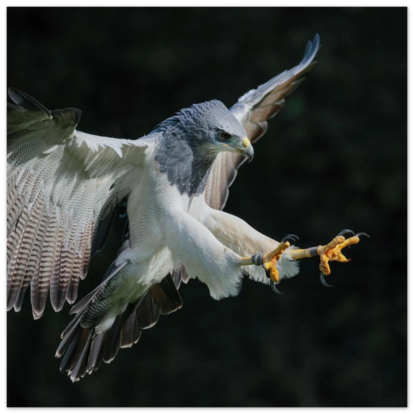 Wandbild majestaetischer schwarzbrustbussard im flug atemberaubende tierfotografie fuer ihr zuhause