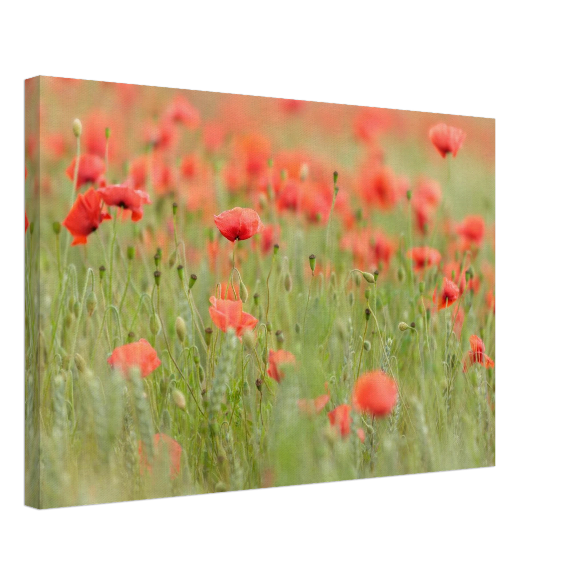 Wandbild vertraeumtes mohnblumenfeld ein stueck sommer fuer ihr zuhause in vielen groessen