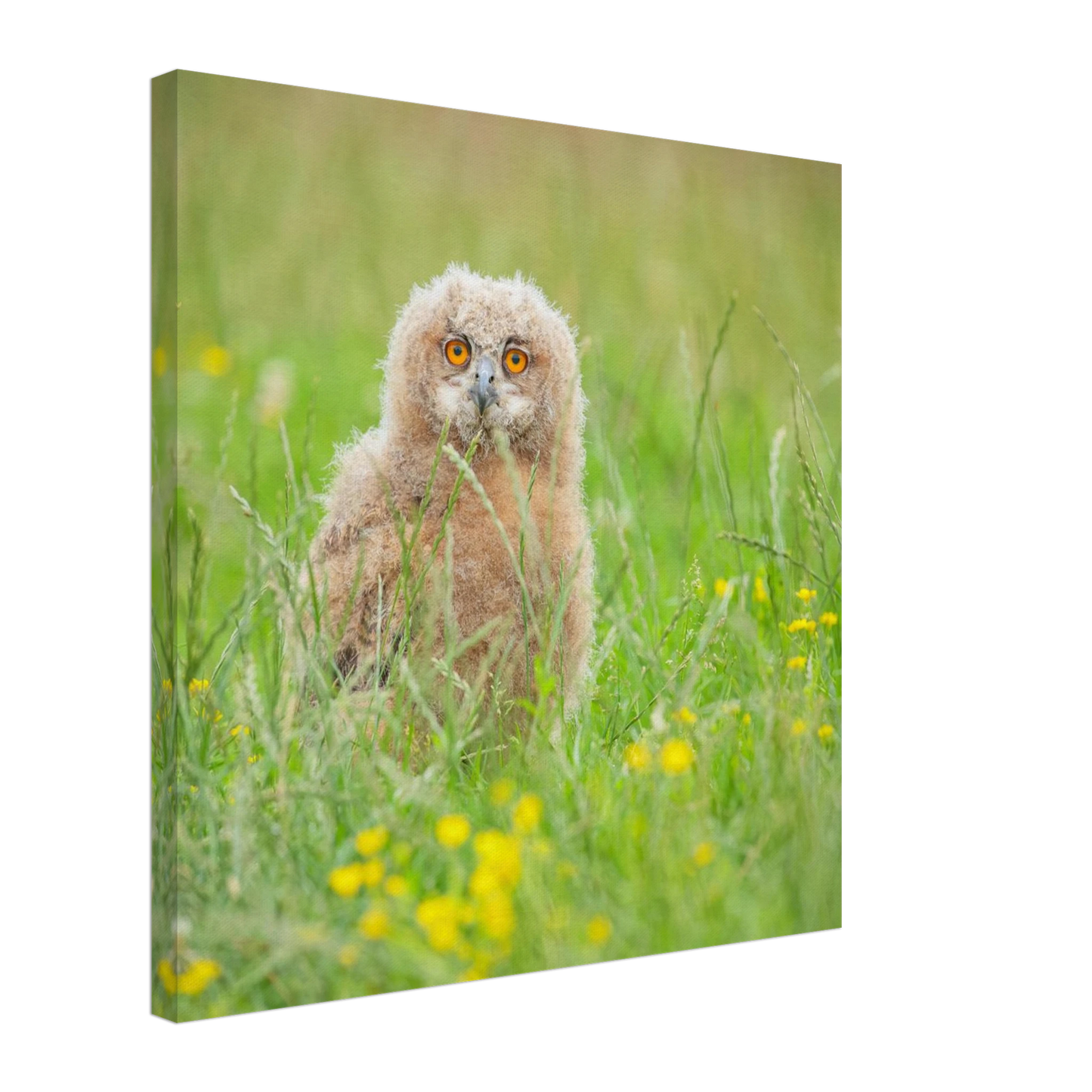 Wandbild junges eulenkueken im gras ein bezaubernder anblick fuer ihr zuhause in vielen groessen