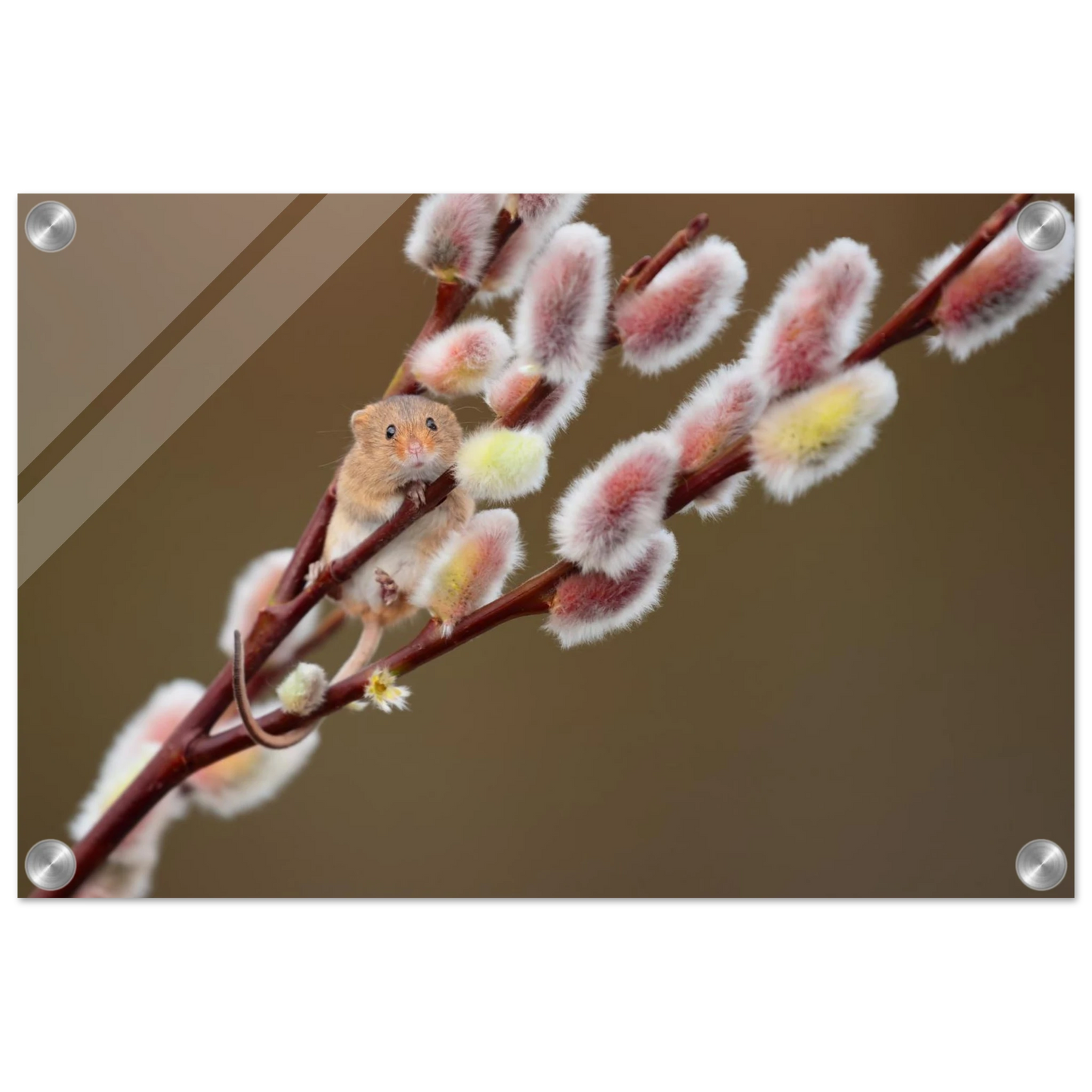 Wandbild niedliche erntemaus an flauschigen weidenkaetzchen ein zauberhafter naturmoment fuer ihre waende