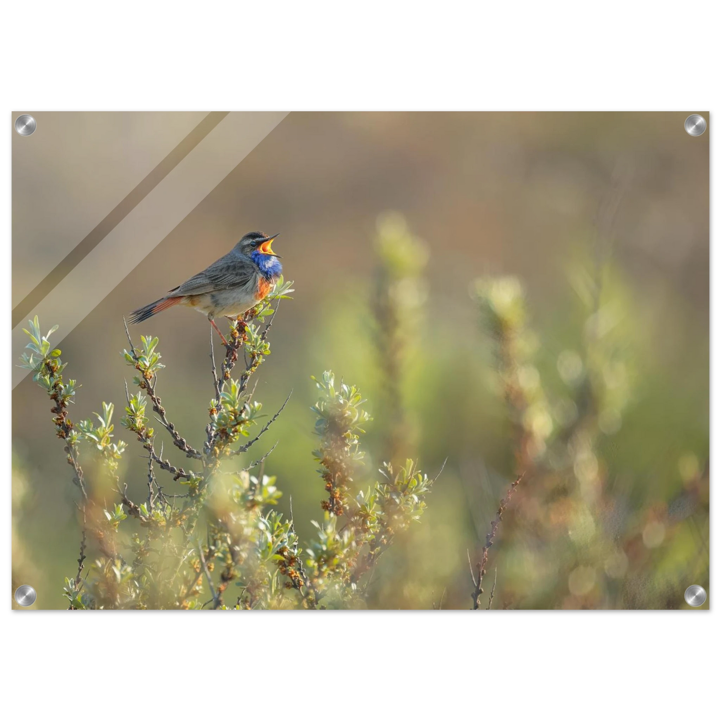 Wandbild singendes blaukehlchen lebendige naturfotografie als wandbild in verschiedenen groessen