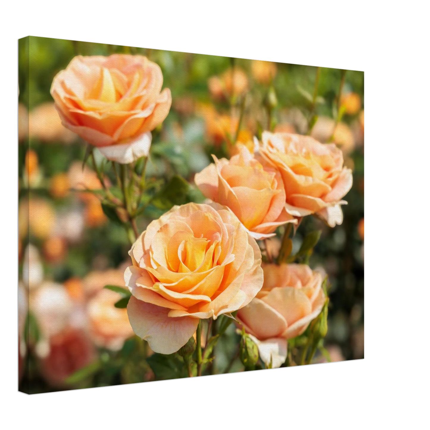 Wandbild romantische pfirsichrosen im sonnenschein botanische kunst fuer ihr zuhause in vielen groessen