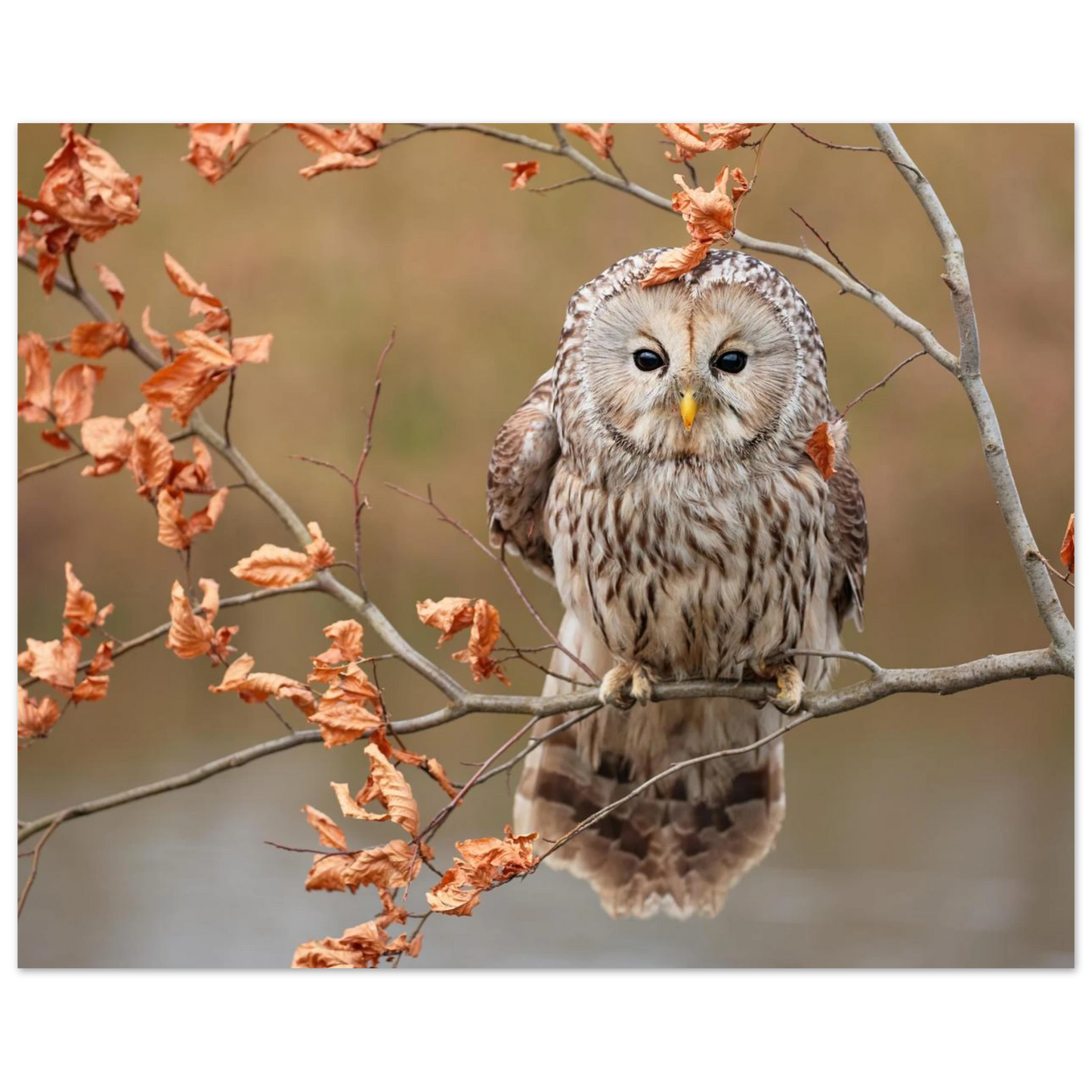 Wandbild majestaetische eule im herbstlaub einblick in die wildnis in verschiedenen groessen