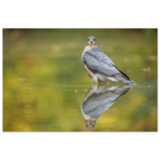 Wandbild mystischer sperber im morgengold faszinierende wildtierfotografie in ihrer wunschgroesse