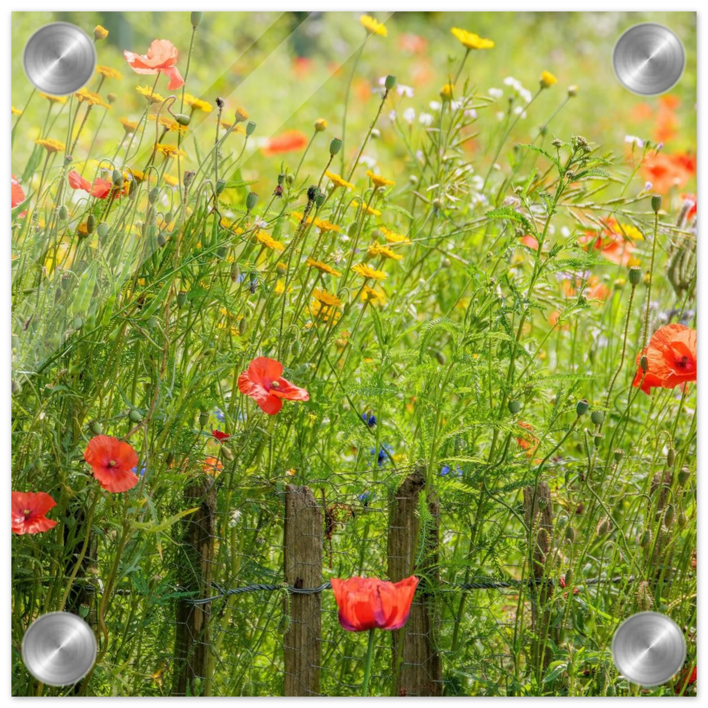 Wandbild wildblumen feld rot gelb sonnige mohnblumen wiese als kunstdruck