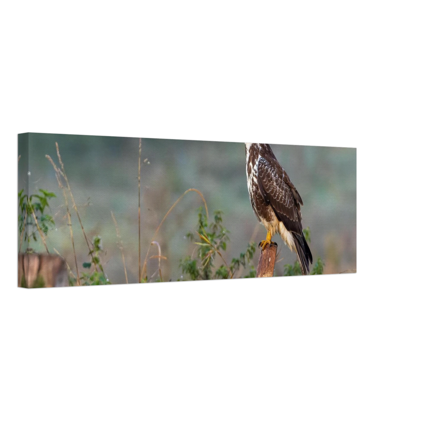 Wandbild majestaetischer bussard einblick in die wildnis auf hochglanz leinwand