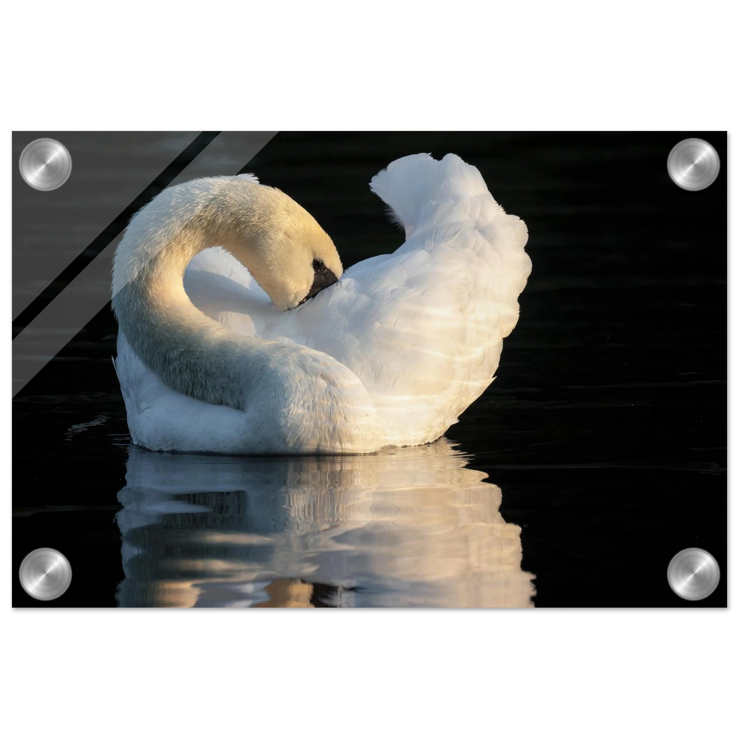 Wandbild schwan bei sonnenuntergang elegante wandkunst fuer ihr zuhause