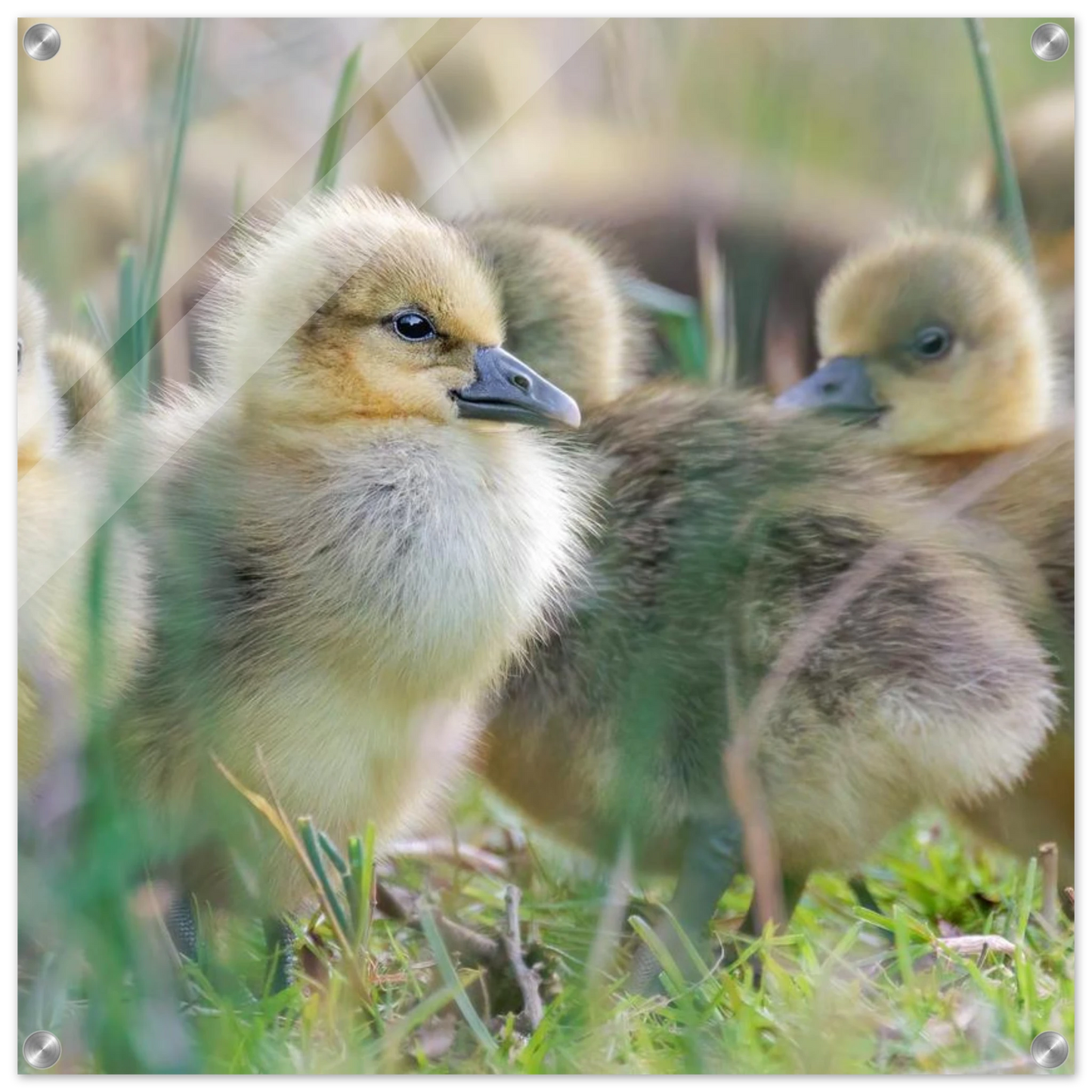 Wandbild kueken in zartgruen und gold suesse baby gans kunst in vielen groessen