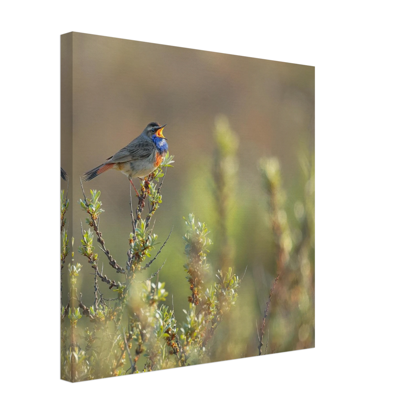 Wandbild singendes blaukehlchen lebendige naturfotografie als wandbild in verschiedenen groessen