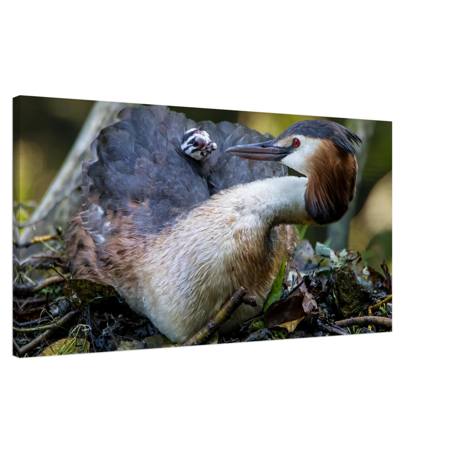 Wandbild zaertliche grosse haubentaucher familie naturgetreuer kunstdruck in ihrer wunschgroesse