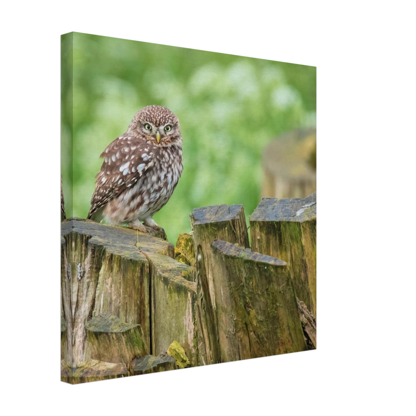 Wandbild mystische kleine eule faszinierendes kunstwerk fuer natur und tierliebhaber in vielen groessen