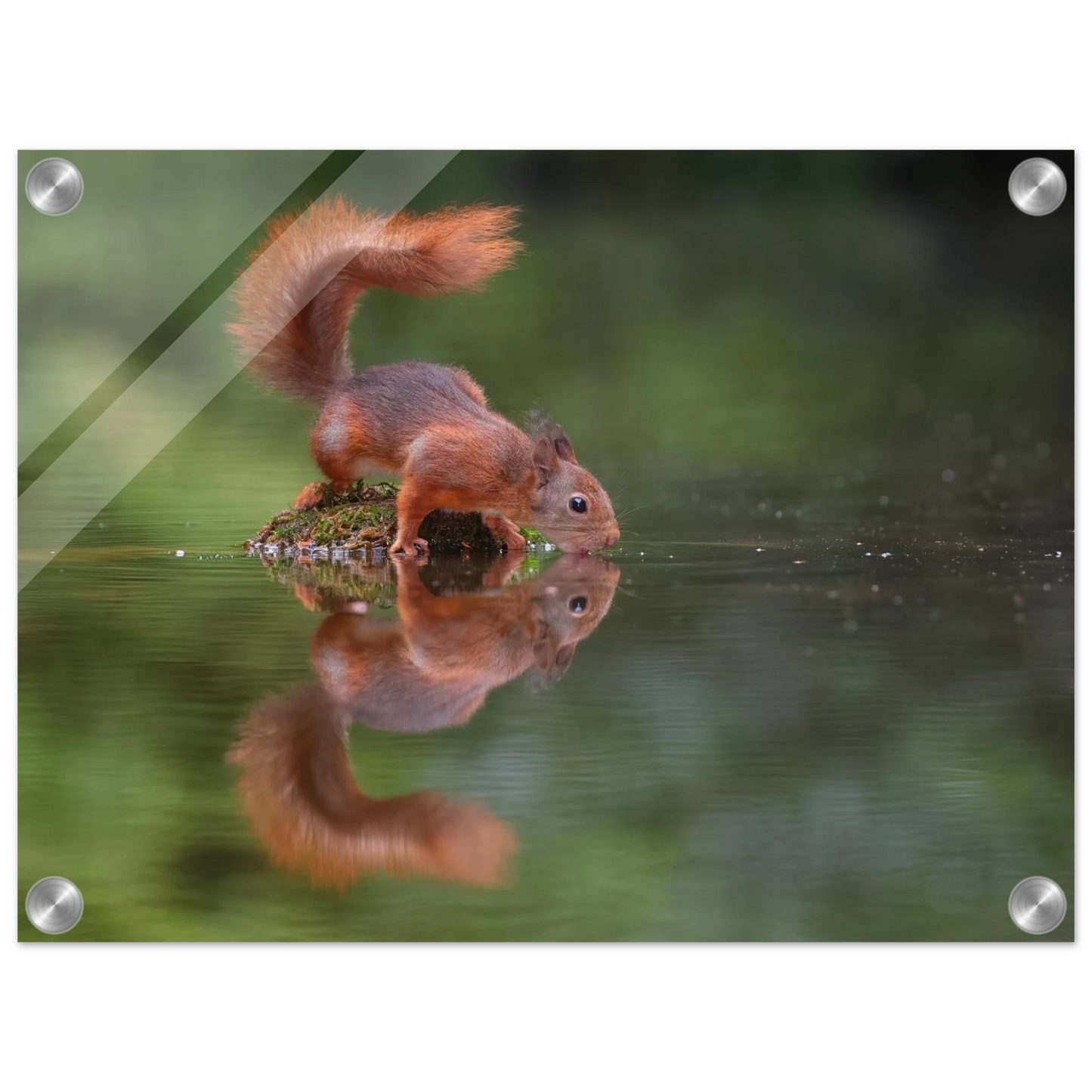Wandbild durstiges eichhoernchen eine ruhige reflexion in der natur erhaeltlich in vielen groessen