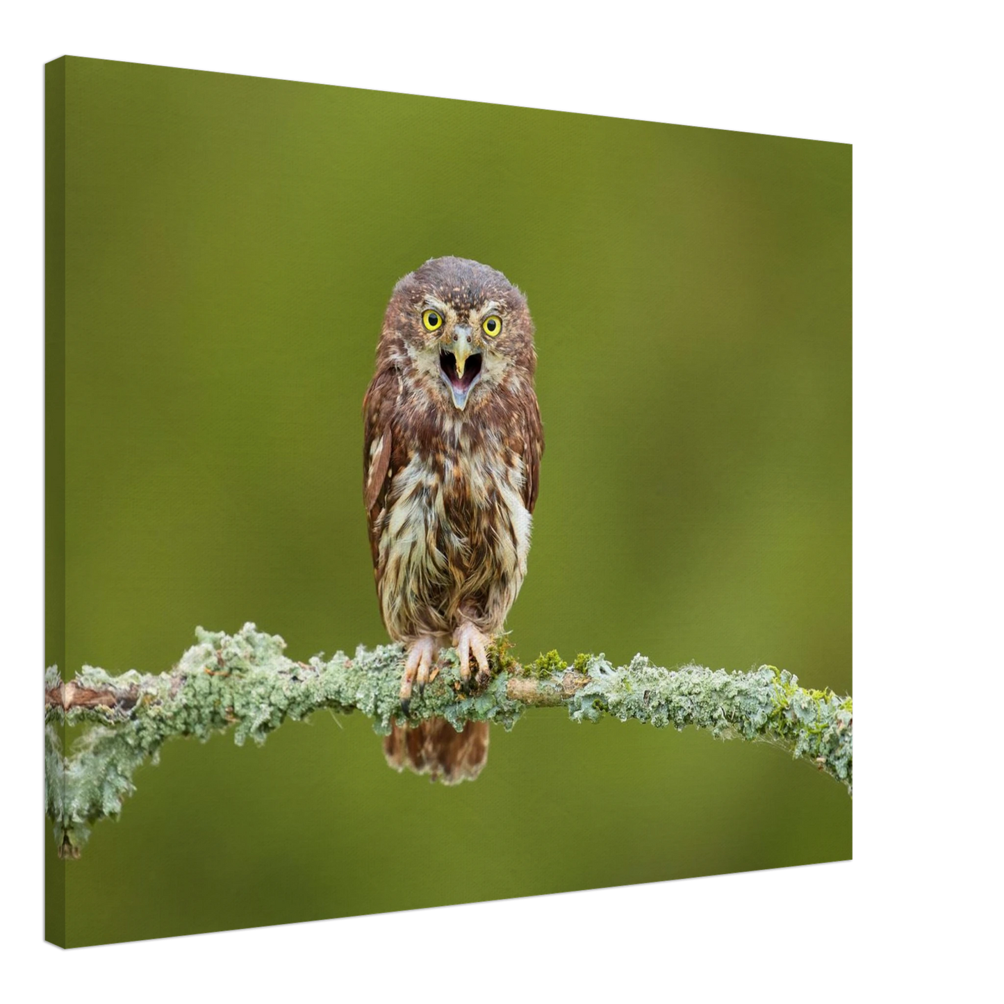 Wandbild rufer der wildnis faszinierendes eulen portraet mit leuchtenden augen fuer ihr zuhause