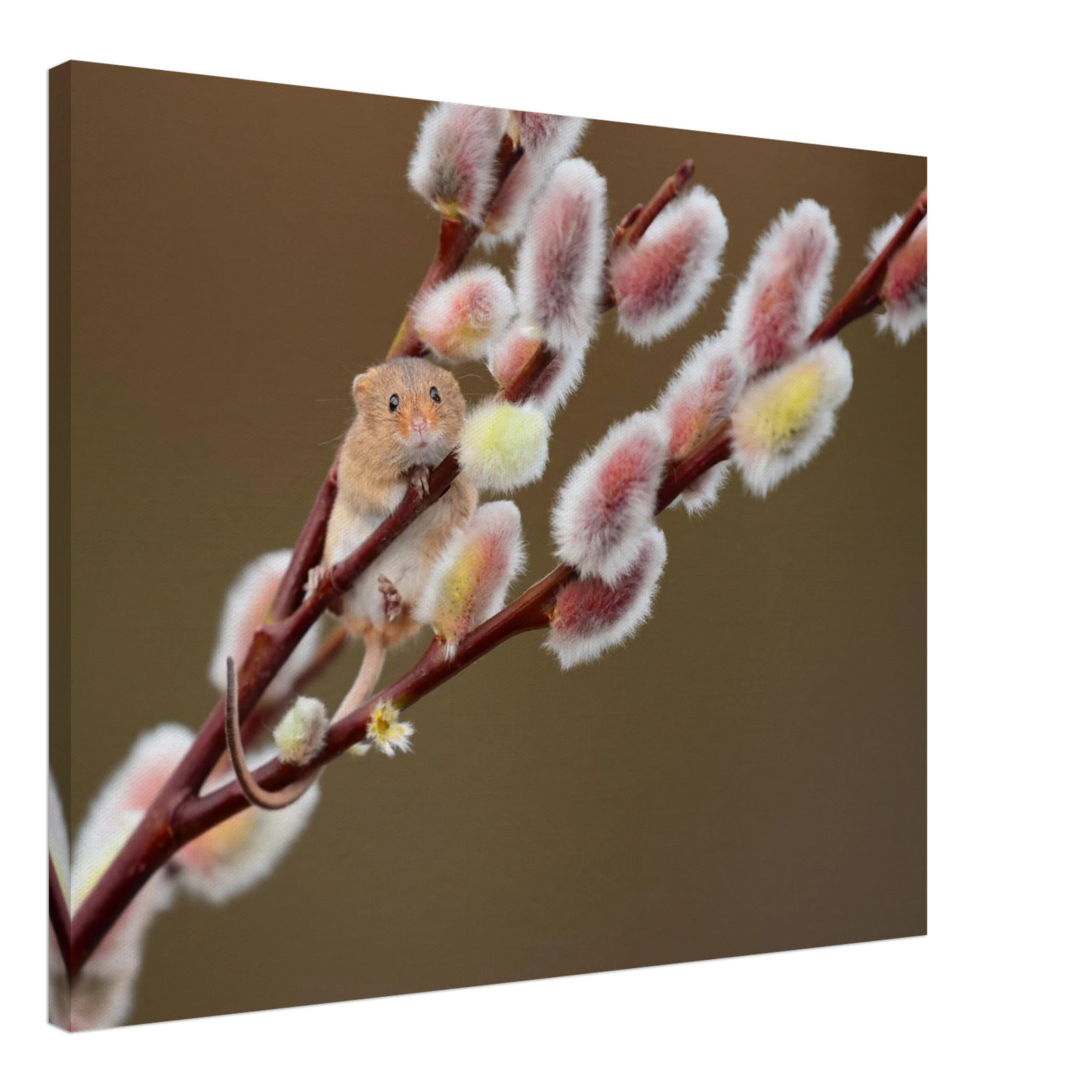 Wandbild niedliche erntemaus an flauschigen weidenkaetzchen ein zauberhafter naturmoment fuer ihre waende