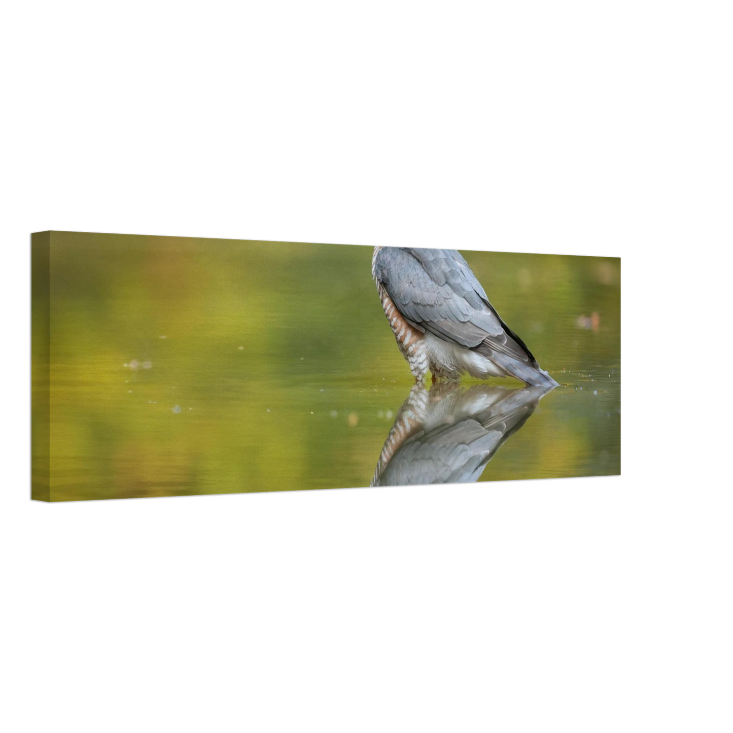 Wandbild mystischer sperber im morgengold faszinierende wildtierfotografie in ihrer wunschgroesse