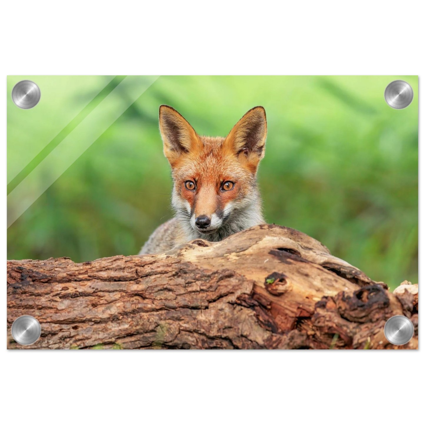 Wandbild fuchs im versteck einzigartige naturkunst fuer ihr zuhause