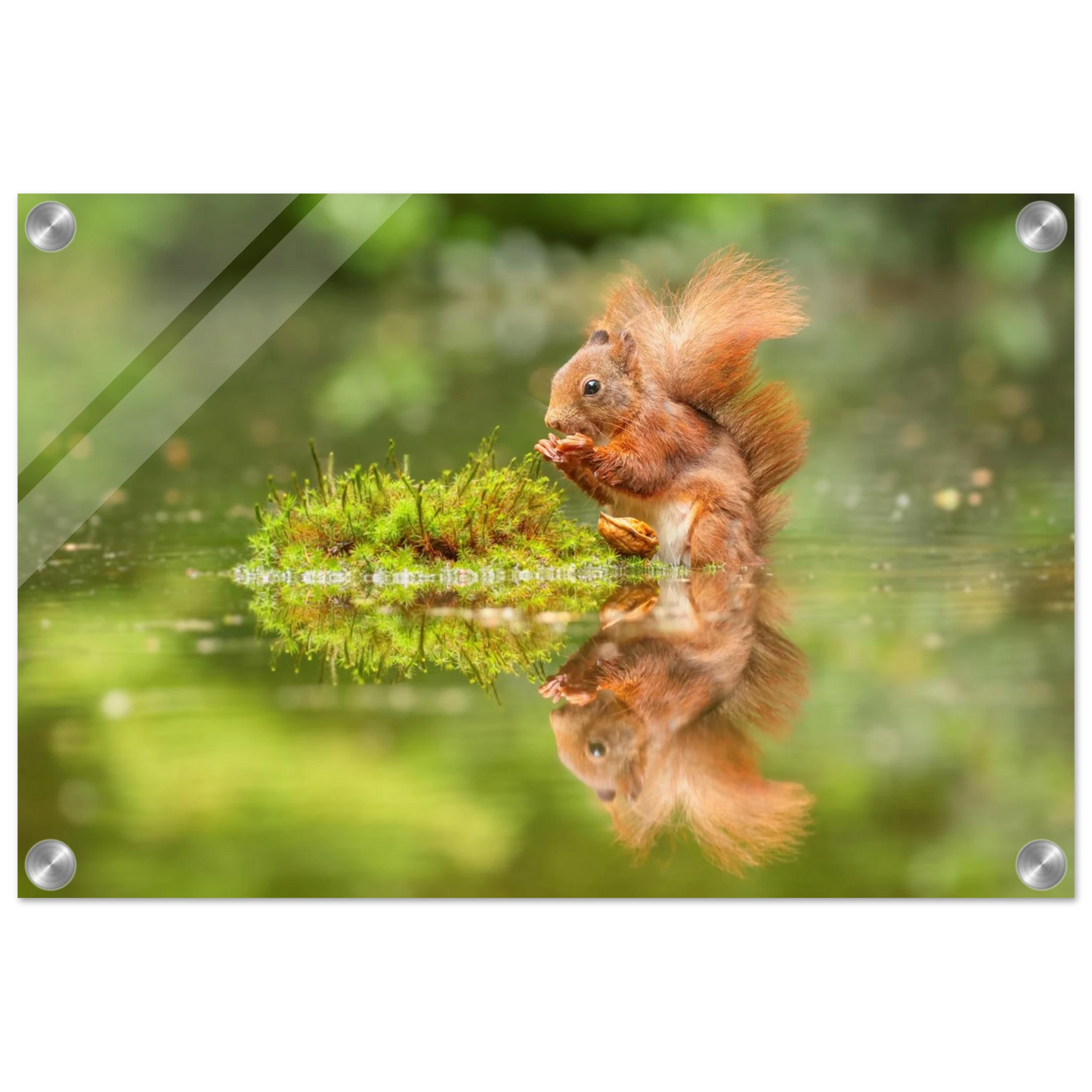 Wandbild bezauberndes eichhoernchen mit nuss ein spiegelbild der natur