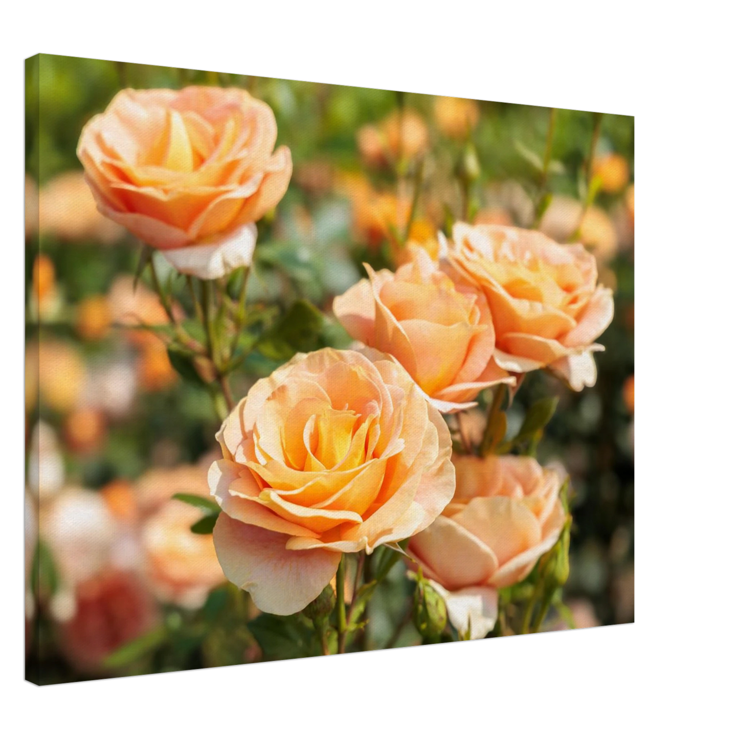 Wandbild romantische pfirsichrosen im sonnenschein botanische kunst fuer ihr zuhause in vielen groessen