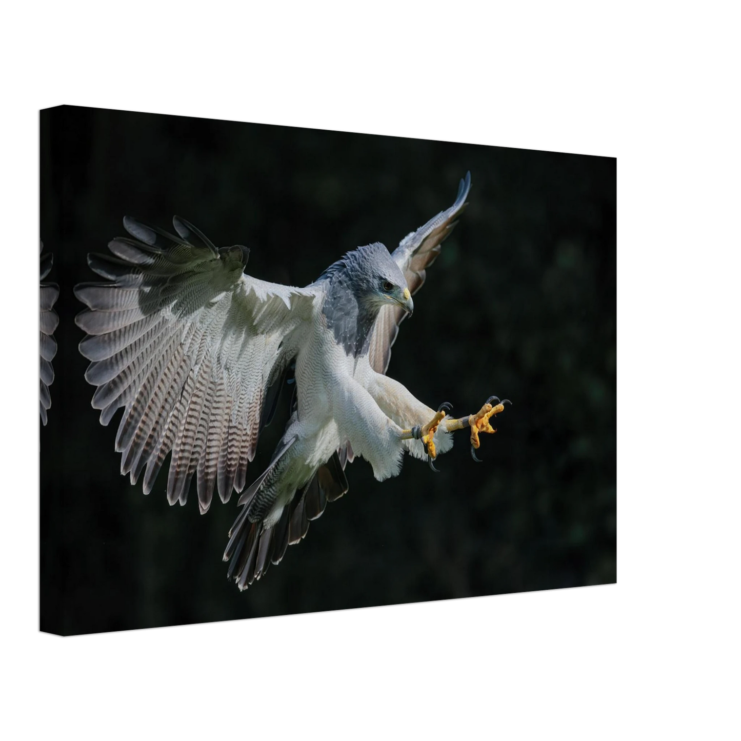 Wandbild majestaetischer schwarzbrustbussard im flug atemberaubende tierfotografie fuer ihr zuhause