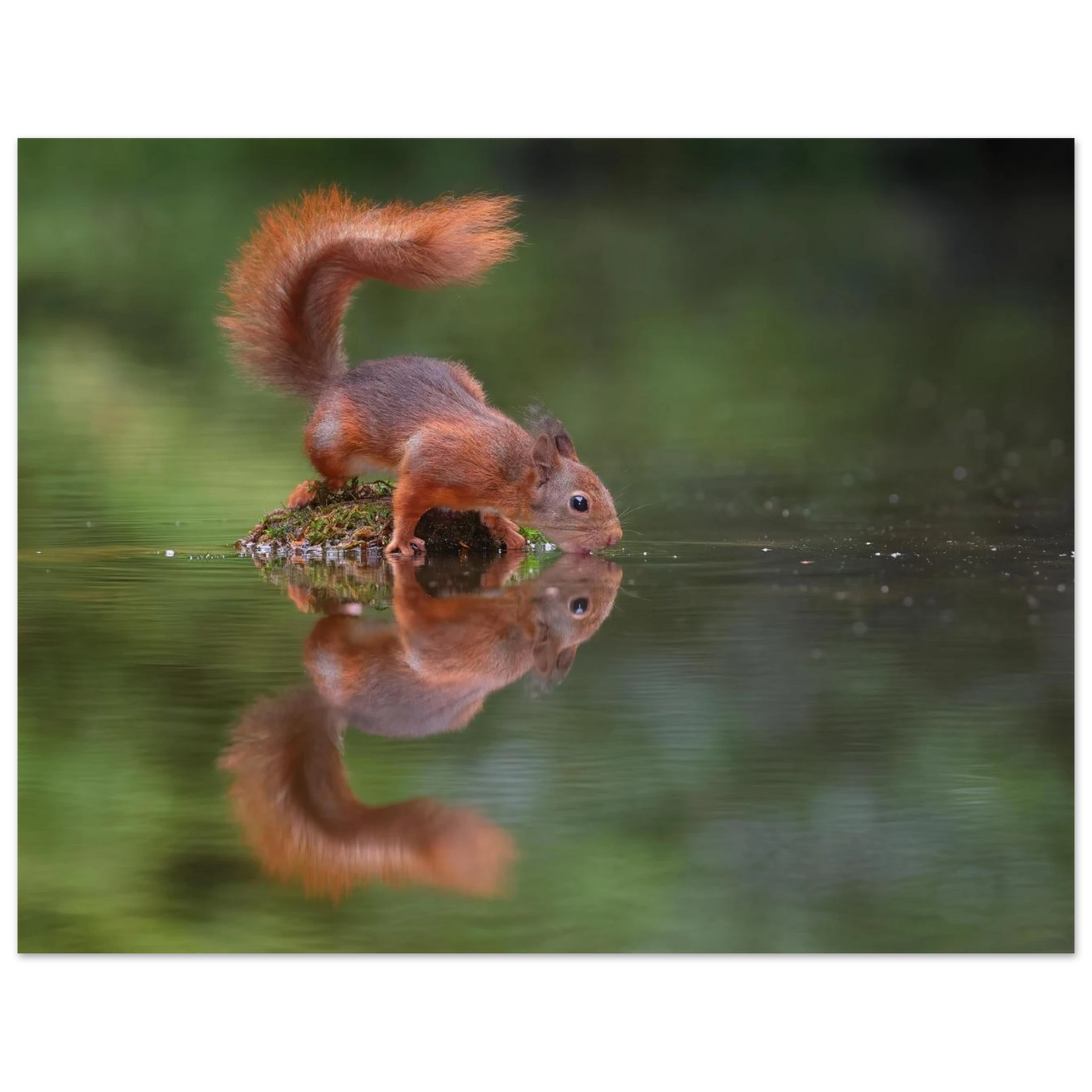 Wandbild durstiges eichhoernchen eine ruhige reflexion in der natur erhaeltlich in vielen groessen