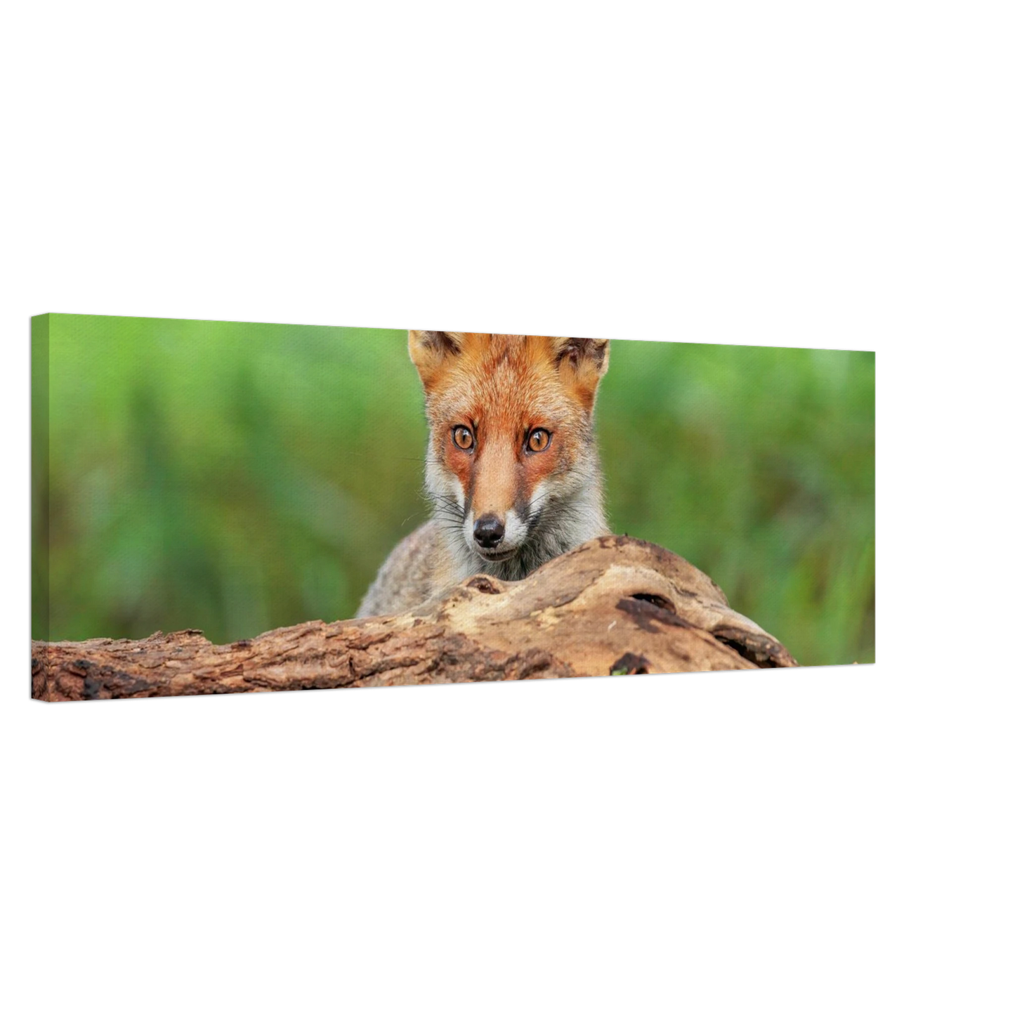 Wandbild fuchs im versteck einzigartige naturkunst fuer ihr zuhause
