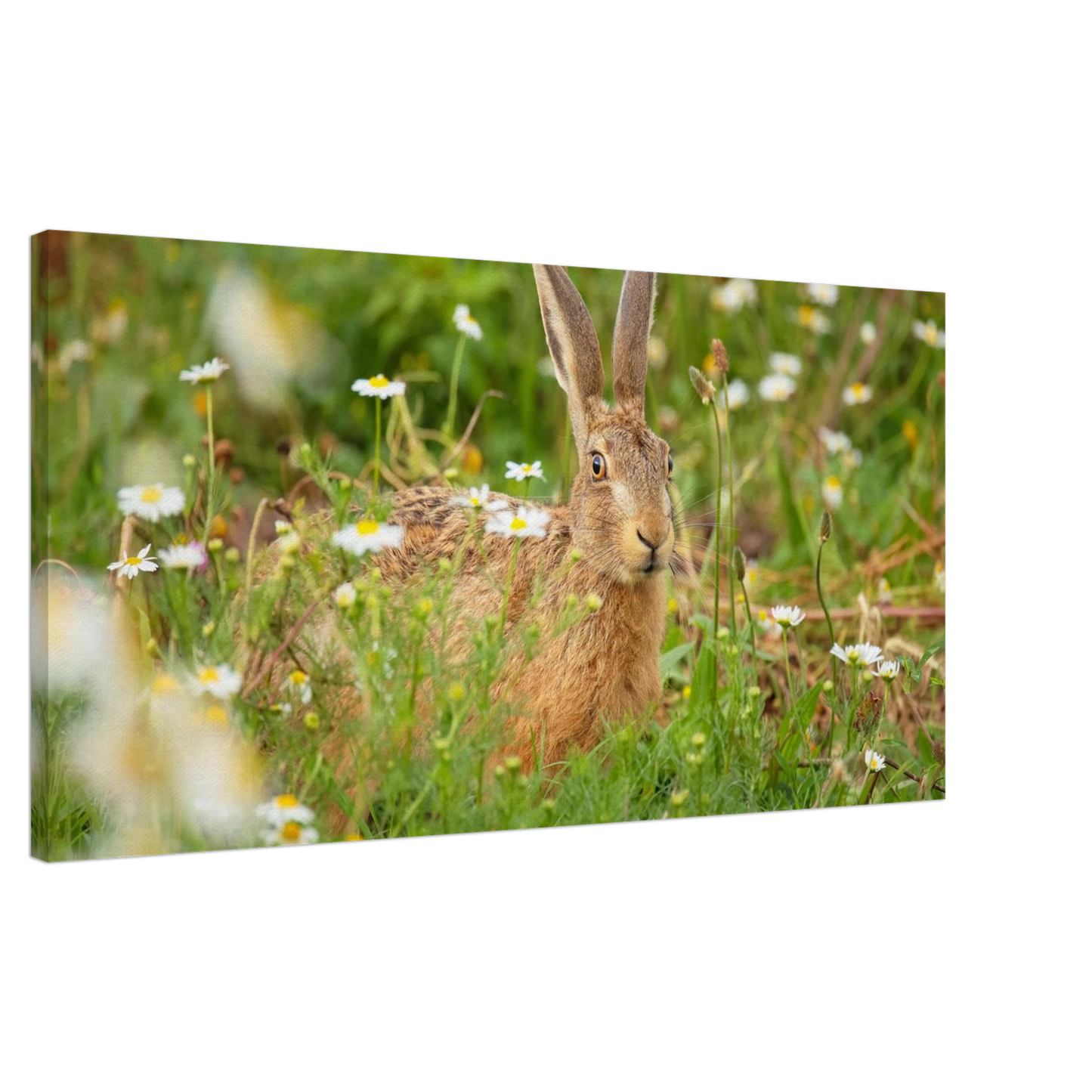 Wandbild feldhase im blumenfeld beruhigende natur tier kunst in vielen groessen