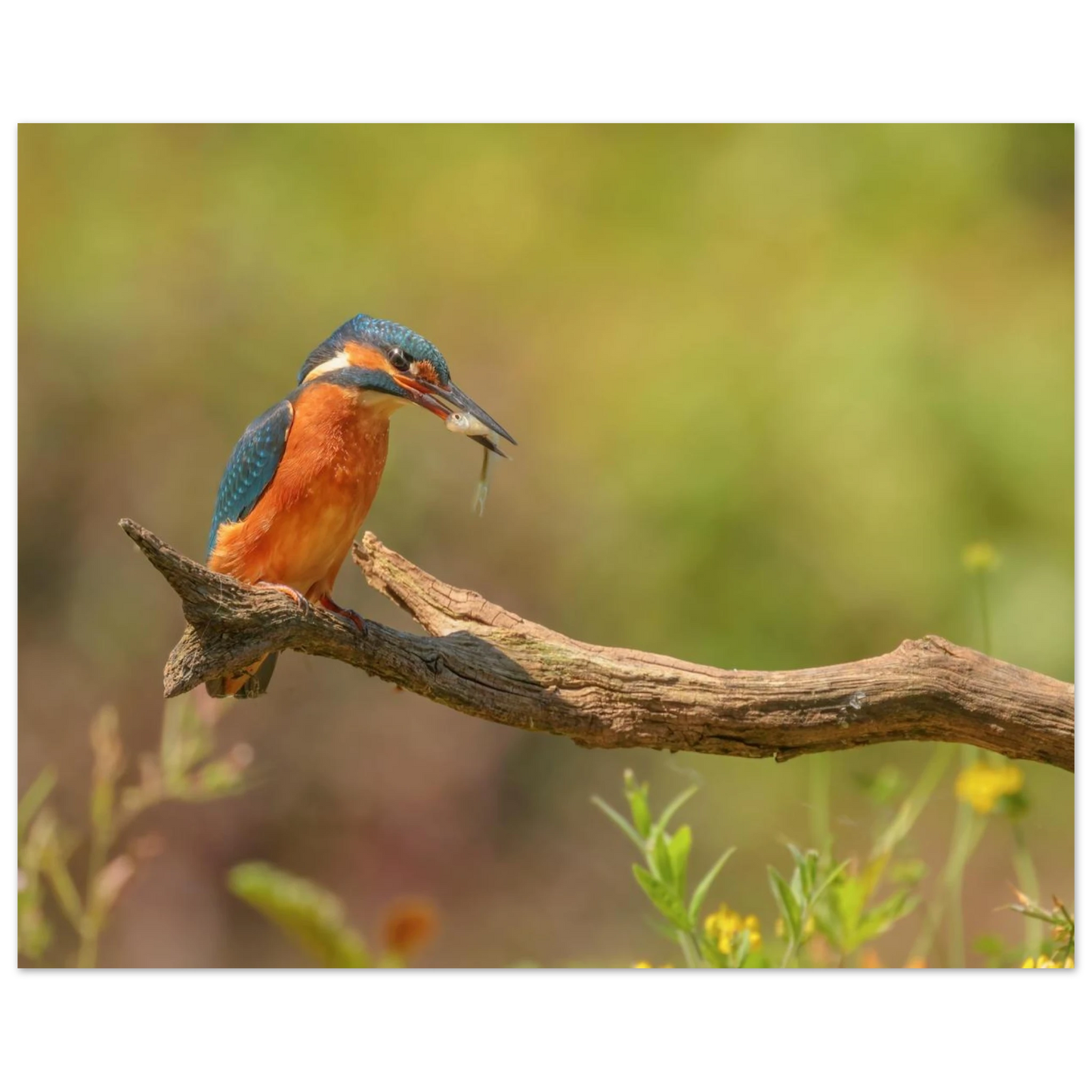 Wandbild eisvogel farbpracht leuchtende naturkunst fuer ihr zuhause in vielen groessen