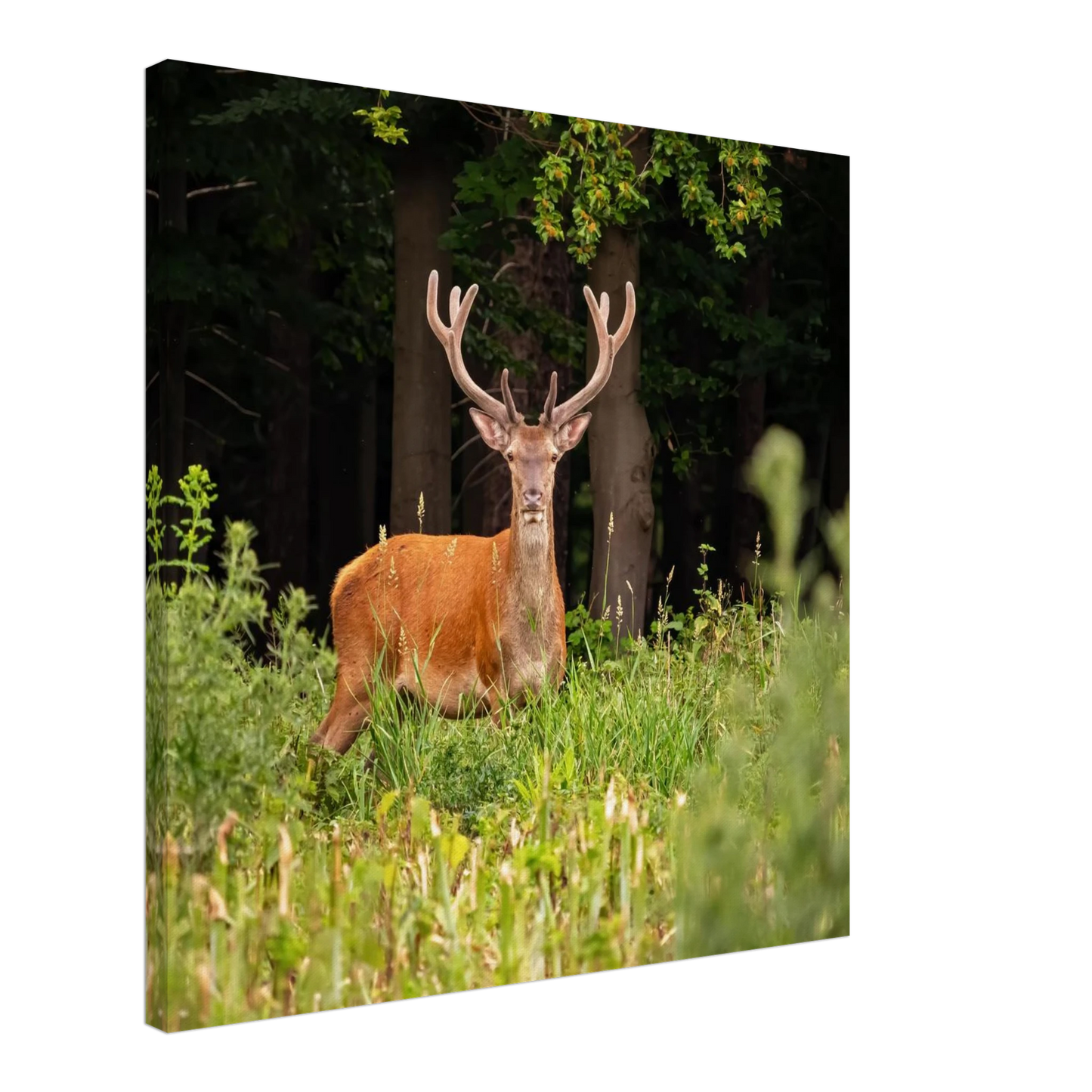 Wandbild majestaetischer hirsch im wald ein wildnis statement fuer ihr zuhause in verschiedenen groessen