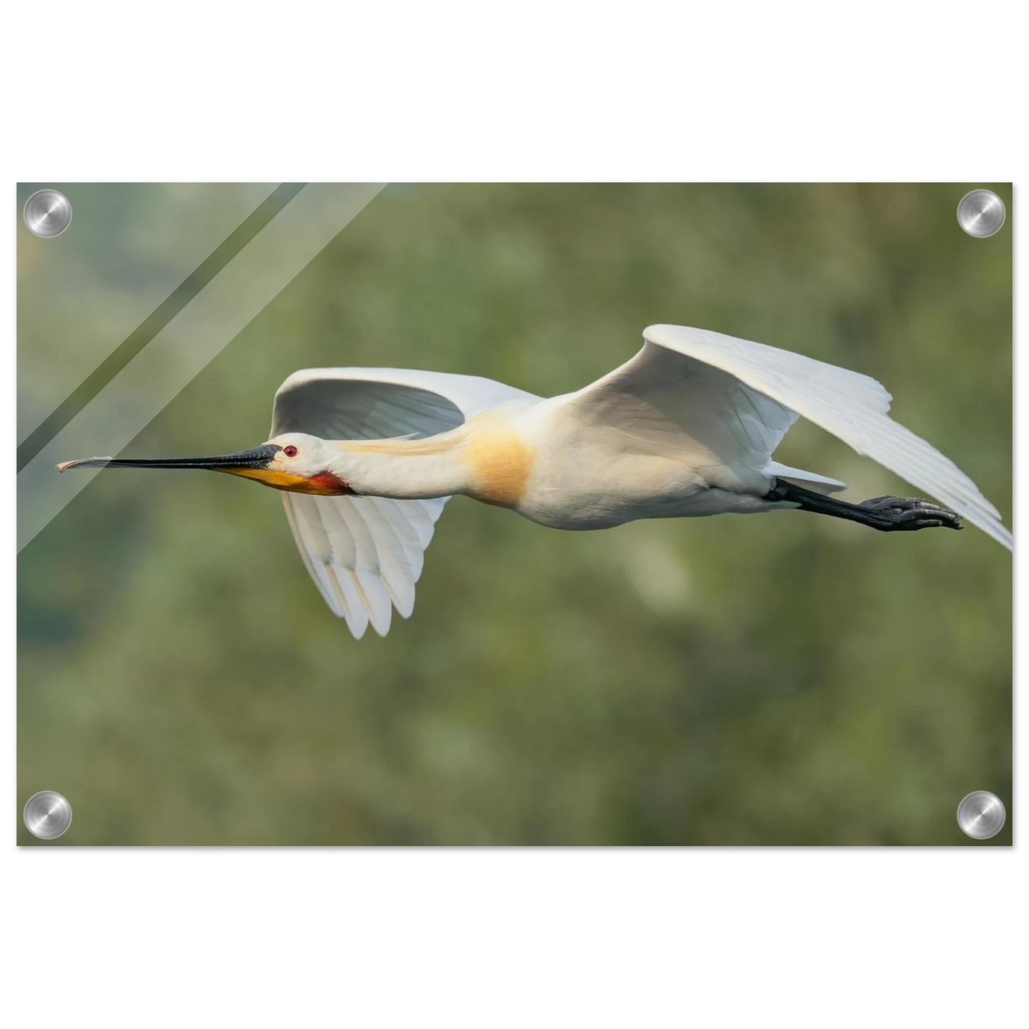Wandbild eleganter loeffler im flug naturfotografie fuer ihr zuhause in vielen groessen