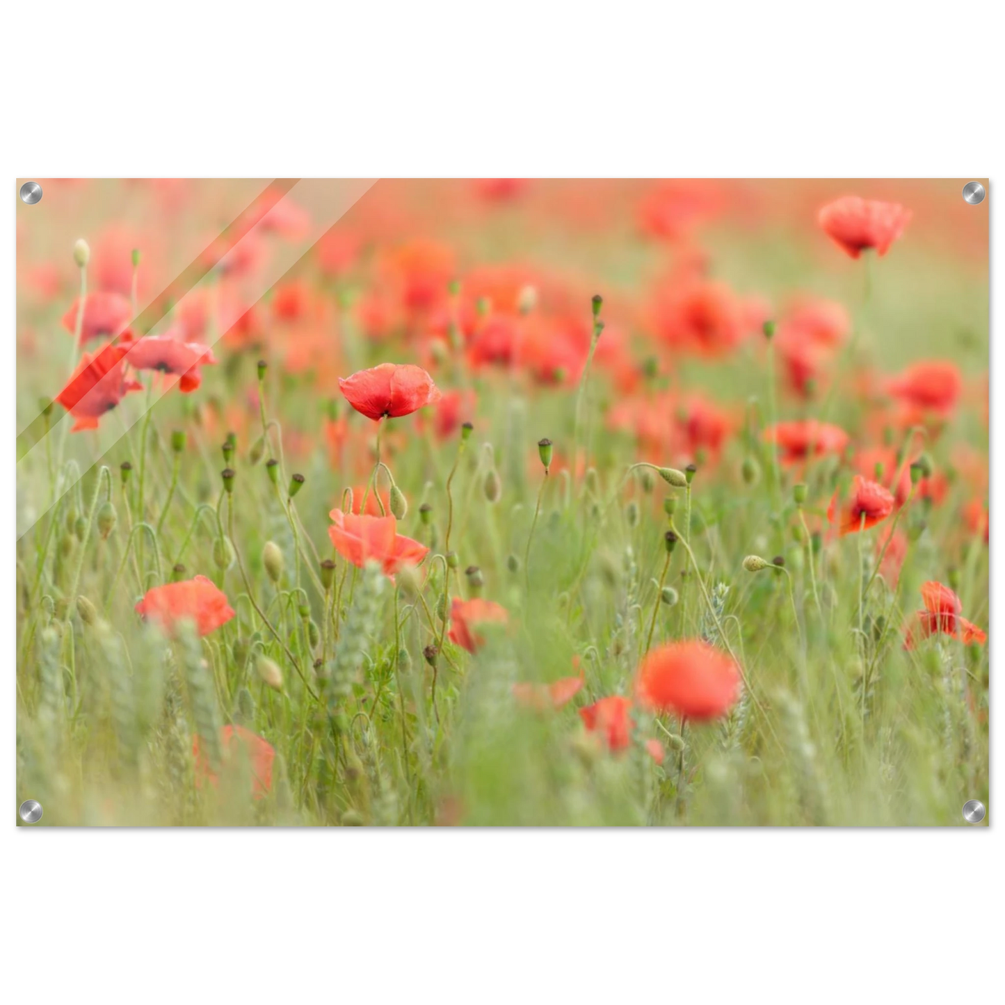 Wandbild vertraeumtes mohnblumenfeld ein stueck sommer fuer ihr zuhause in vielen groessen