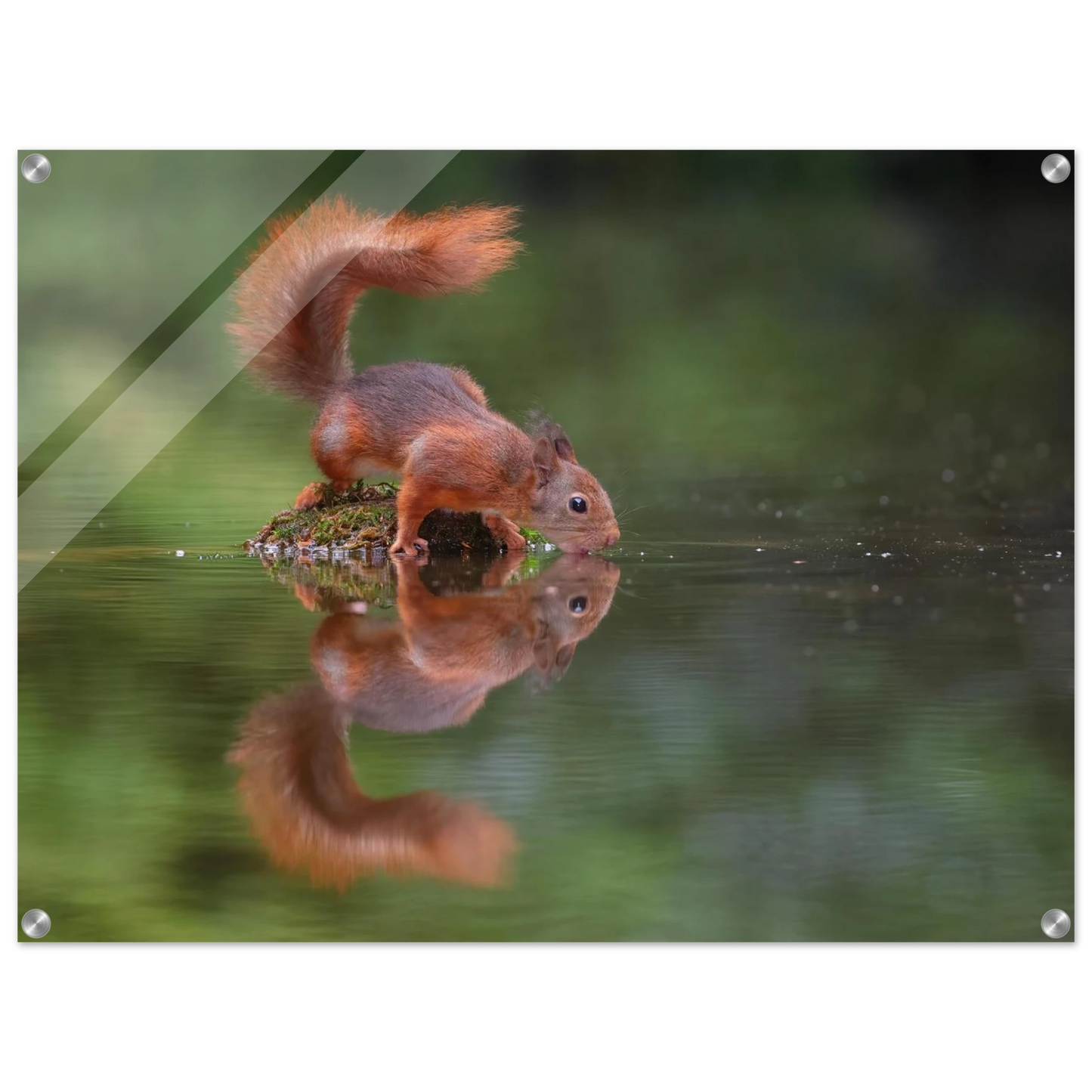Wandbild durstiges eichhoernchen eine ruhige reflexion in der natur erhaeltlich in vielen groessen