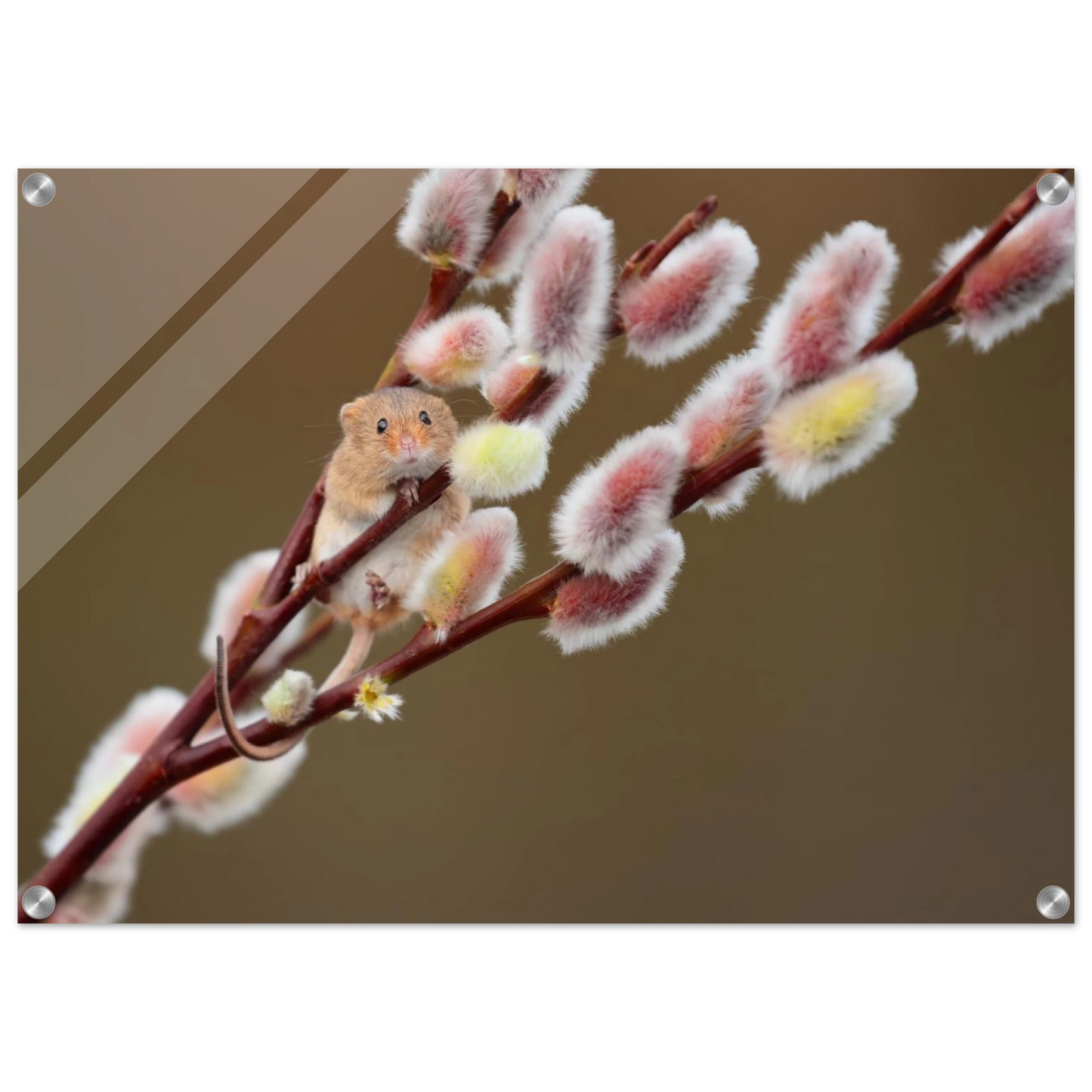 Wandbild niedliche erntemaus an flauschigen weidenkaetzchen ein zauberhafter naturmoment fuer ihre waende