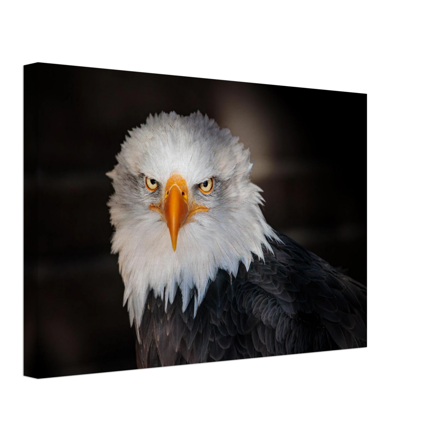 Wandbild majestaetischer adler ausdrucksstarke tierfotografie fuer ihr zuhause in vielen groessen erhaeltlich