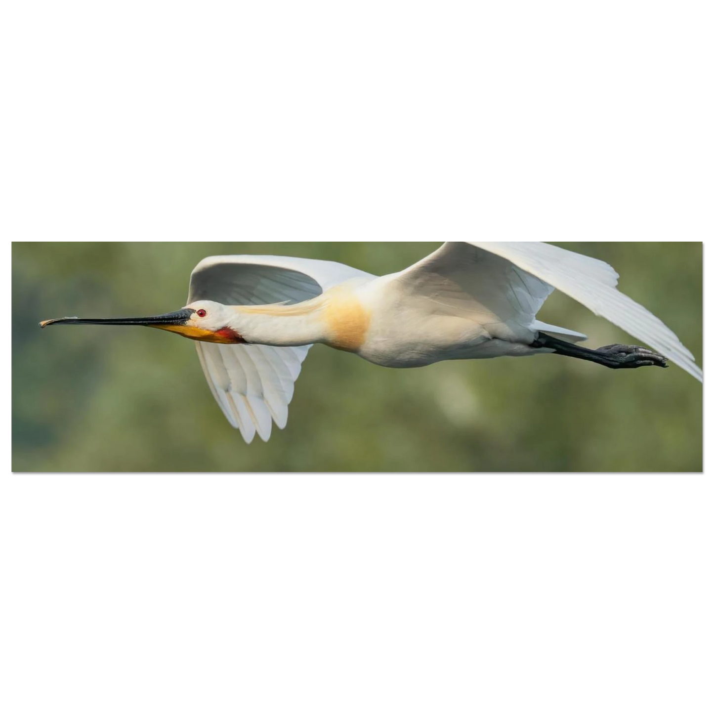 Wandbild eleganter loeffler im flug naturfotografie fuer ihr zuhause in vielen groessen