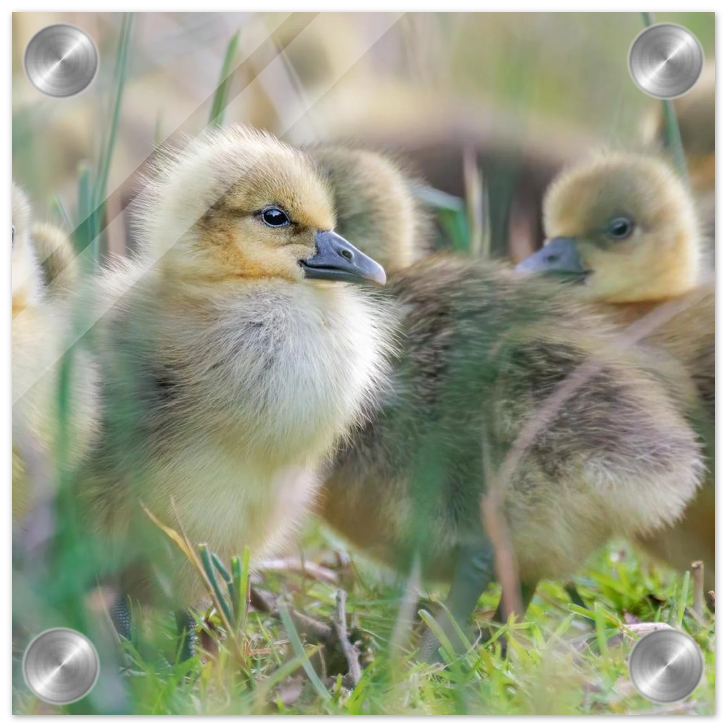 Wandbild kueken in zartgruen und gold suesse baby gans kunst in vielen groessen