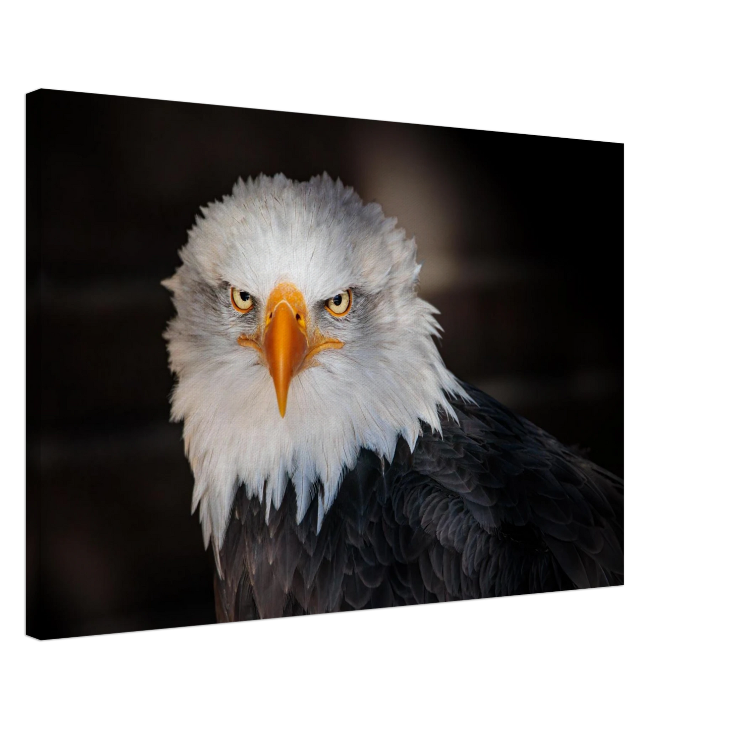 Wandbild majestaetischer adler ausdrucksstarke tierfotografie fuer ihr zuhause in vielen groessen erhaeltlich