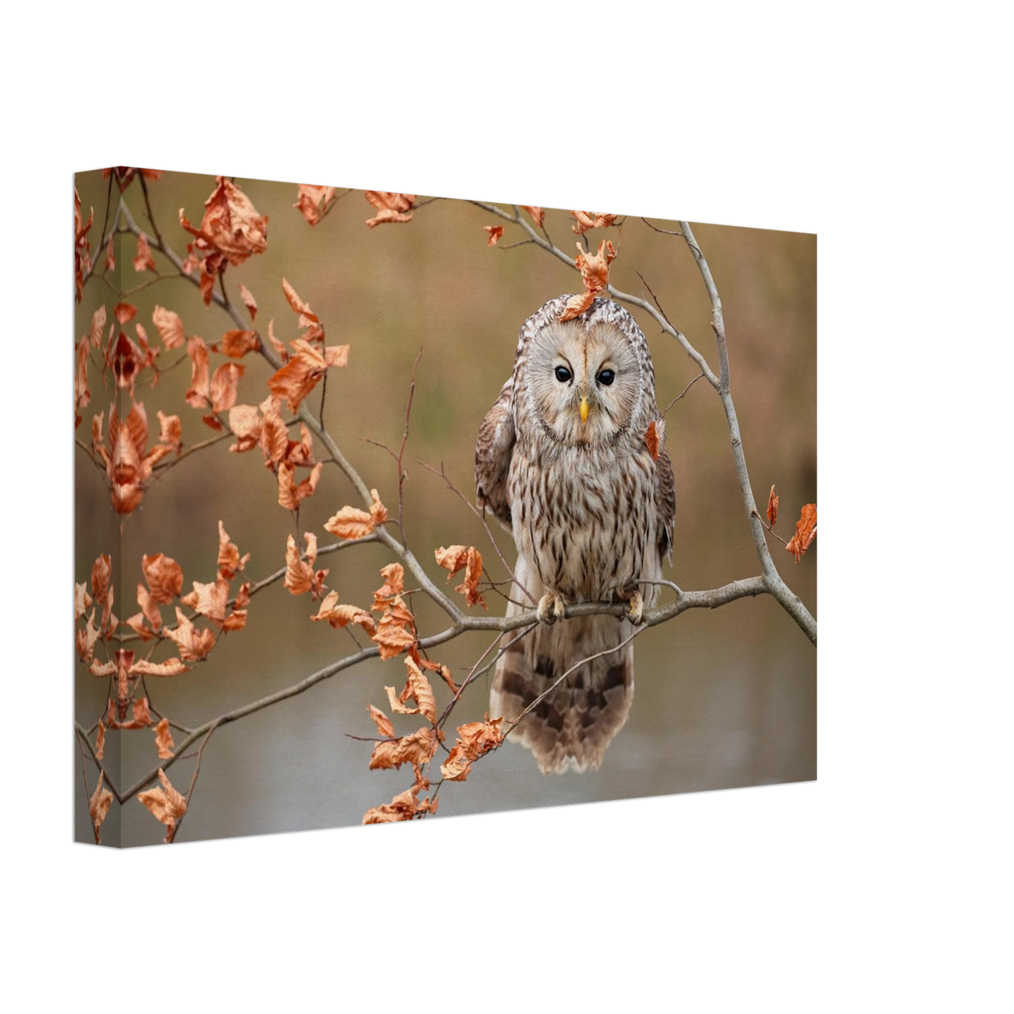 Wandbild majestaetische eule im herbstlaub einblick in die wildnis in verschiedenen groessen
