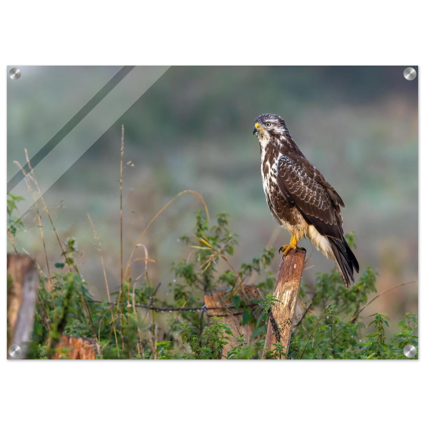Wandbild majestaetischer bussard einblick in die wildnis auf hochglanz leinwand