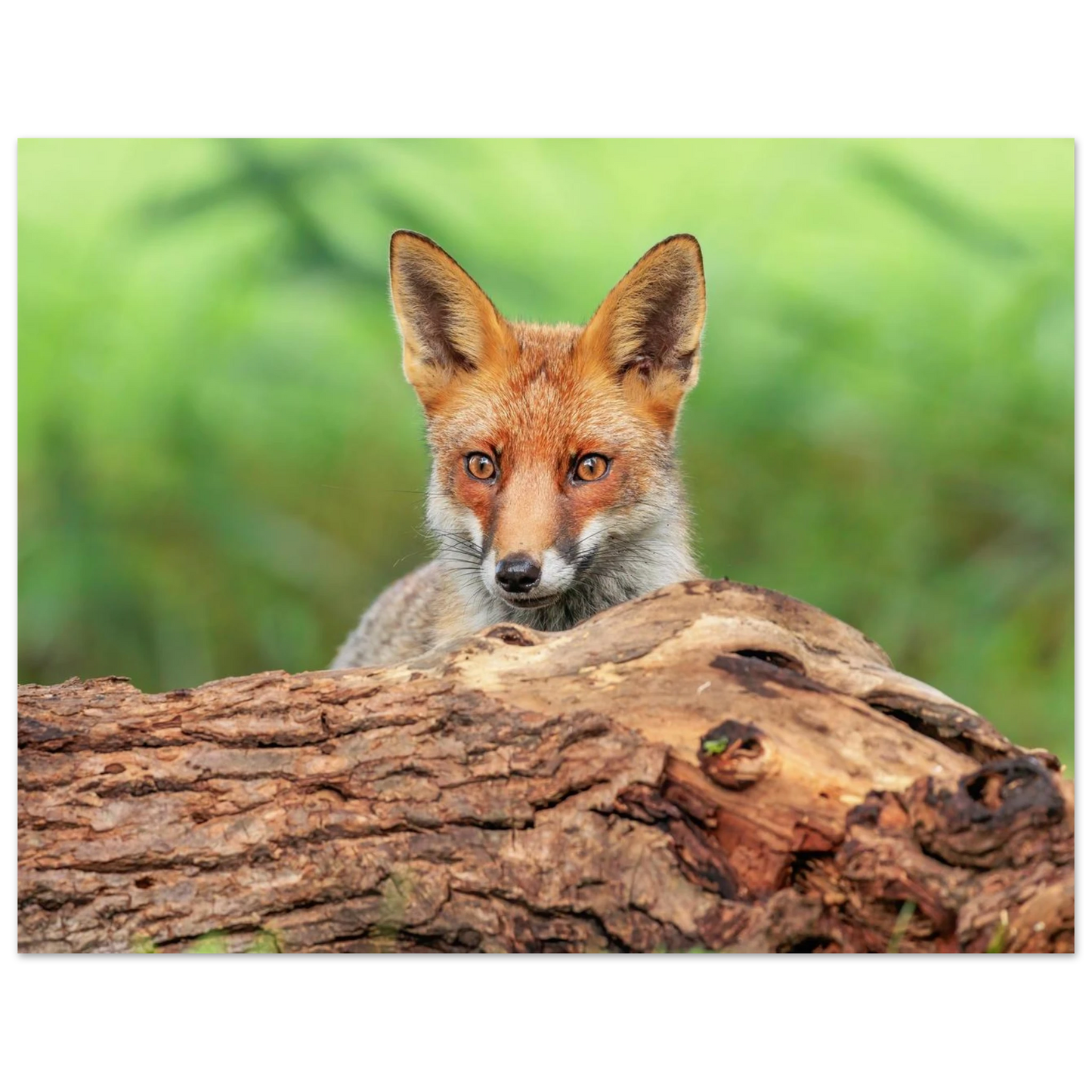 Wandbild fuchs im versteck einzigartige naturkunst fuer ihr zuhause