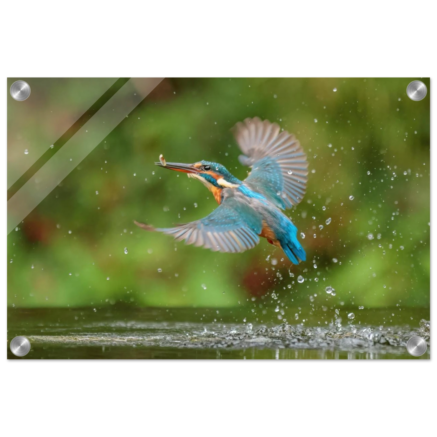 Wandbild eisvogel lebendige tierfotografie mit lebhaften blautoenen