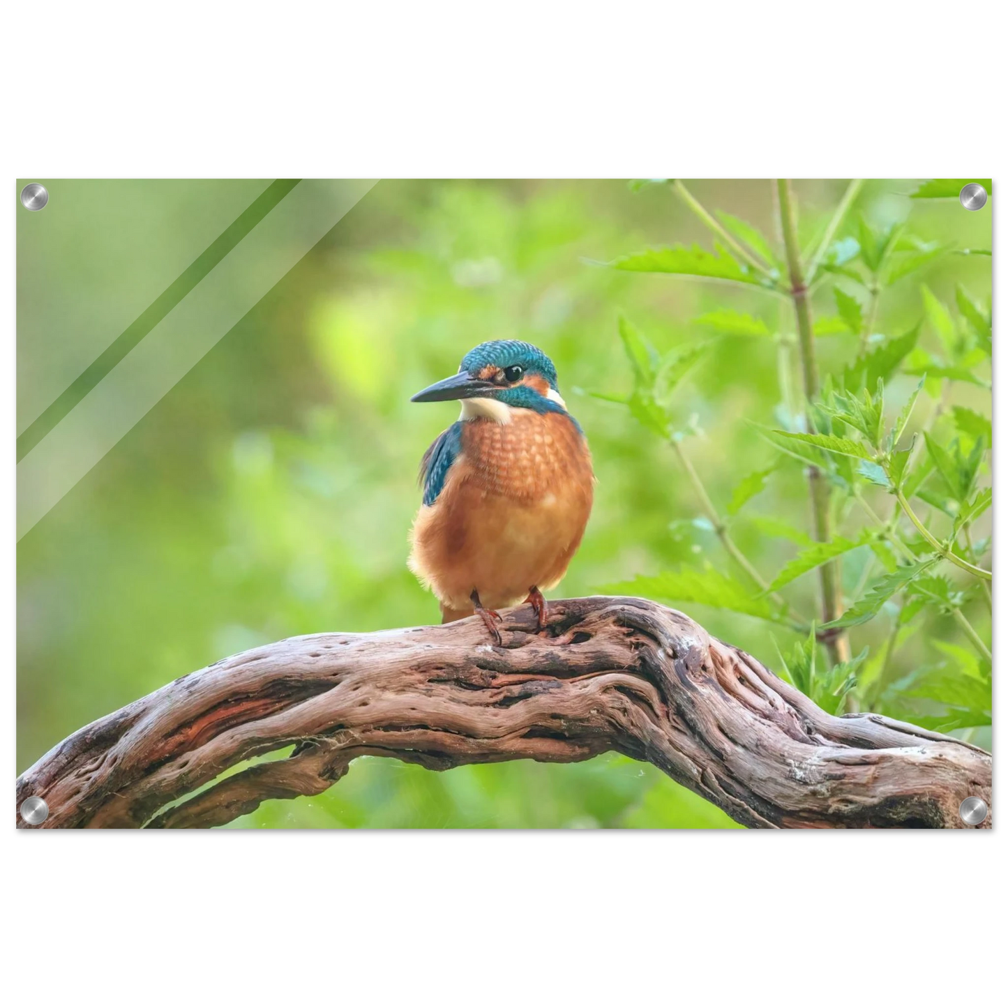 Wandbild eisvogel lebendige naturkunst fuer ihr zuhause in ihrer wunschgroesse 2