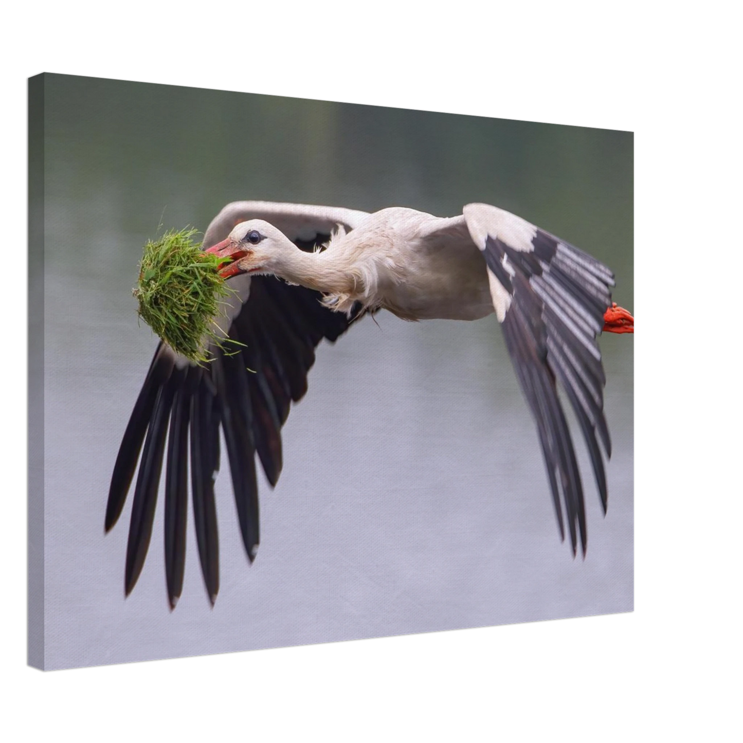 Wandbild nestbauender weissstorch im flug lebendige naturfotografie fuer ihr zuhause