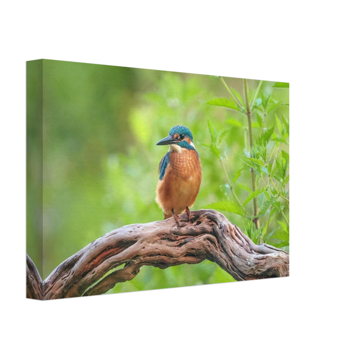 Wandbild eisvogel lebendige naturkunst fuer ihr zuhause in ihrer wunschgroesse 2