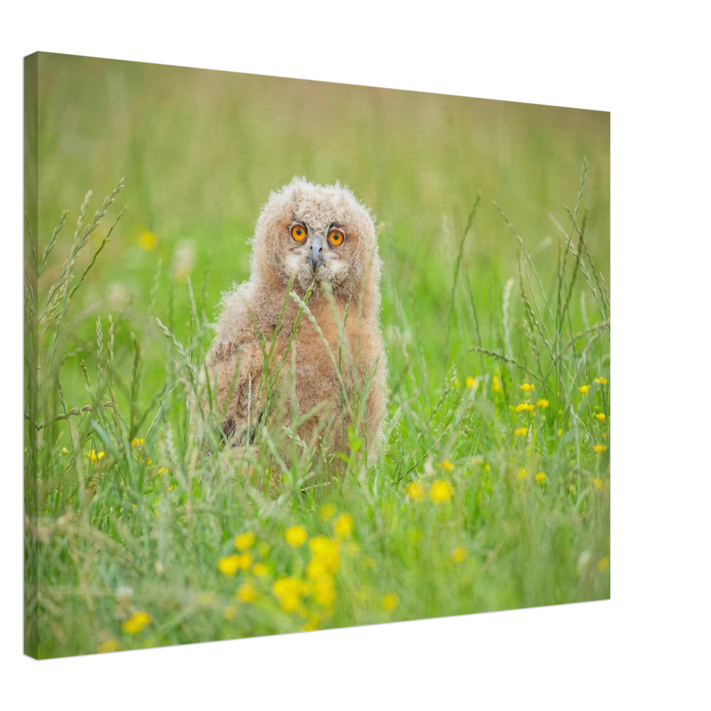 Wandbild junges eulenkueken im gras ein bezaubernder anblick fuer ihr zuhause in vielen groessen