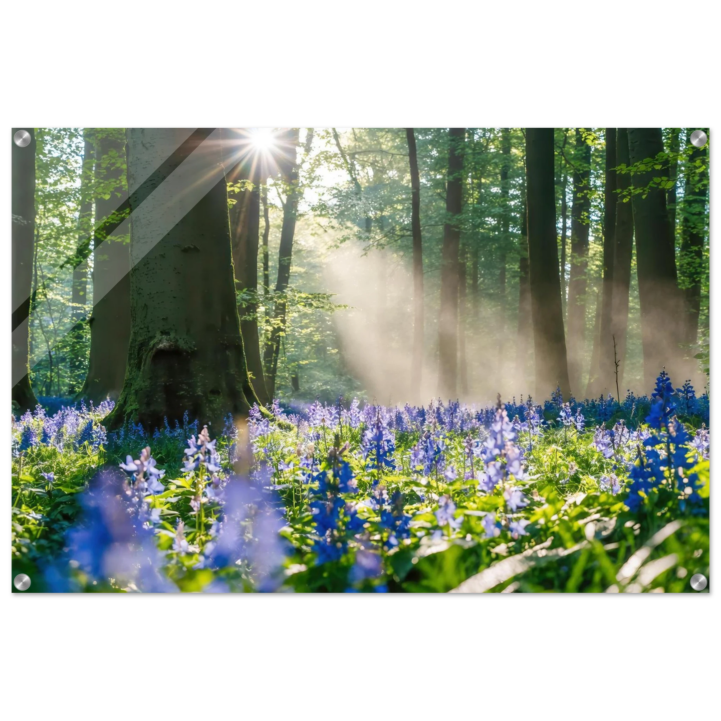 Wandbild mystische waldlichtung mit blauen glockenblumen sonnenverwoehntes naturbild in verschiedenen groessen
