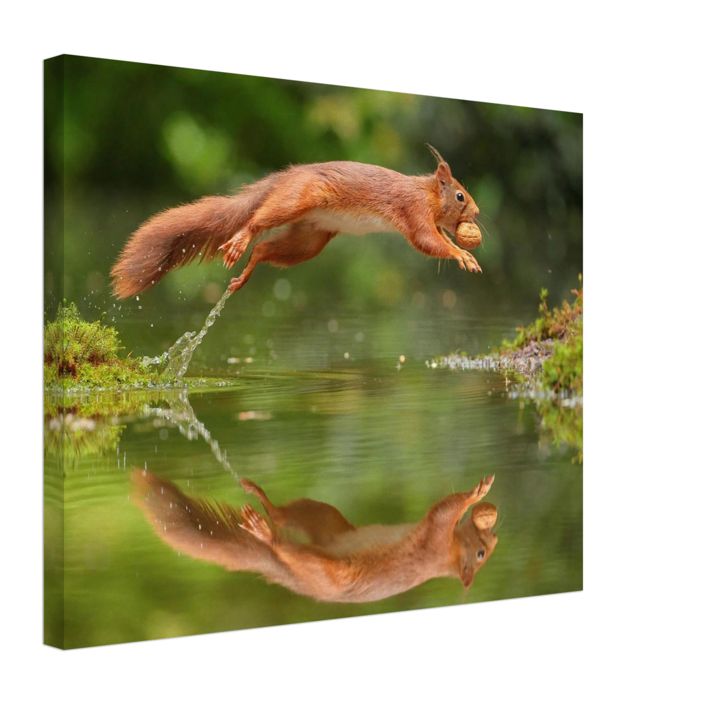 Wandbild Wandkunst eichhoernchens freudensprung dynamische naturkunst fuer ihr zuhause erhaeltlich in mehreren groessen