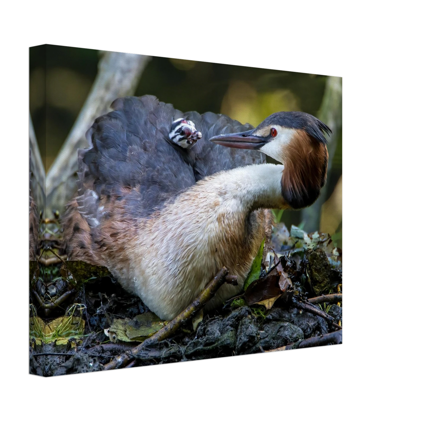 Wandbild zaertliche grosse haubentaucher familie naturgetreuer kunstdruck in ihrer wunschgroesse