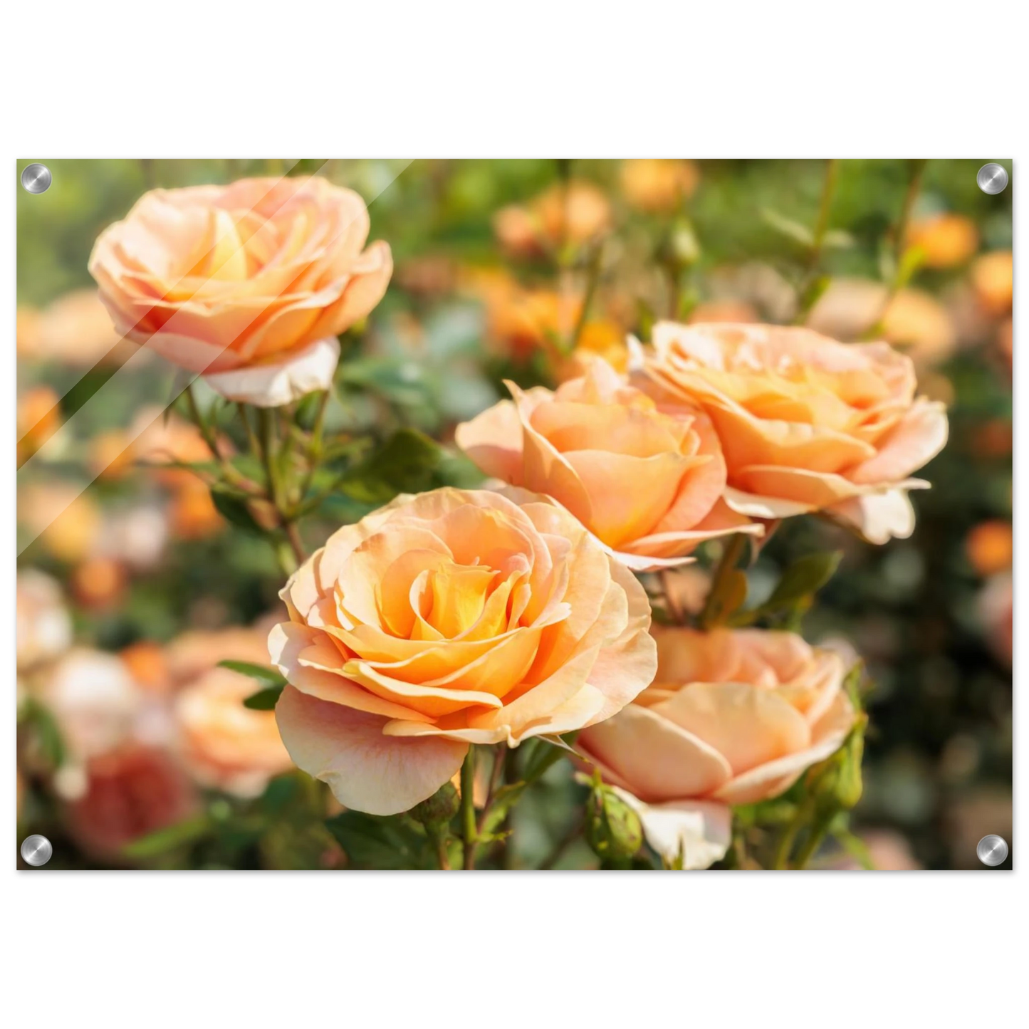 Wandbild romantische pfirsichrosen im sonnenschein botanische kunst fuer ihr zuhause in vielen groessen