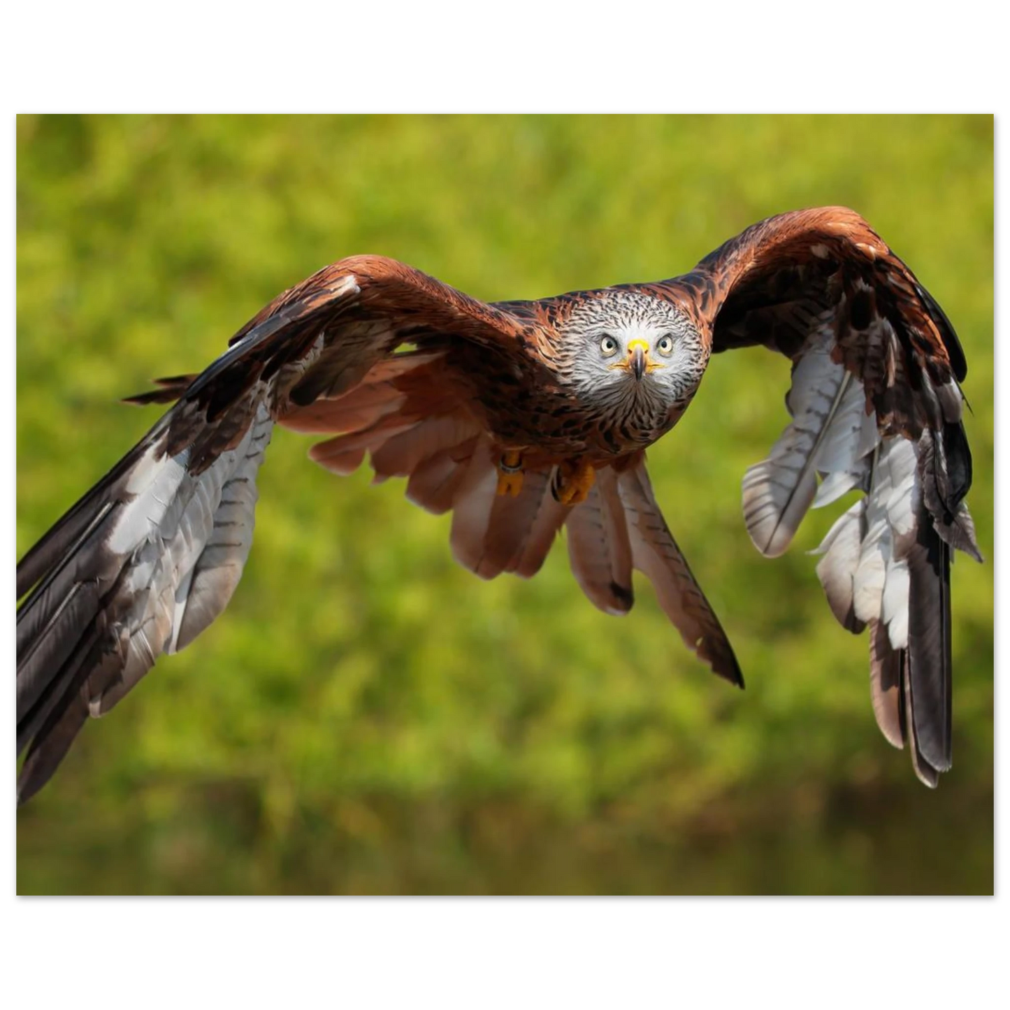 Wandbild majestaetischer rotmilan im flug atemberaubende tierfotografie fuer ihr zuhause erhaeltlich in zahlreichen groessen