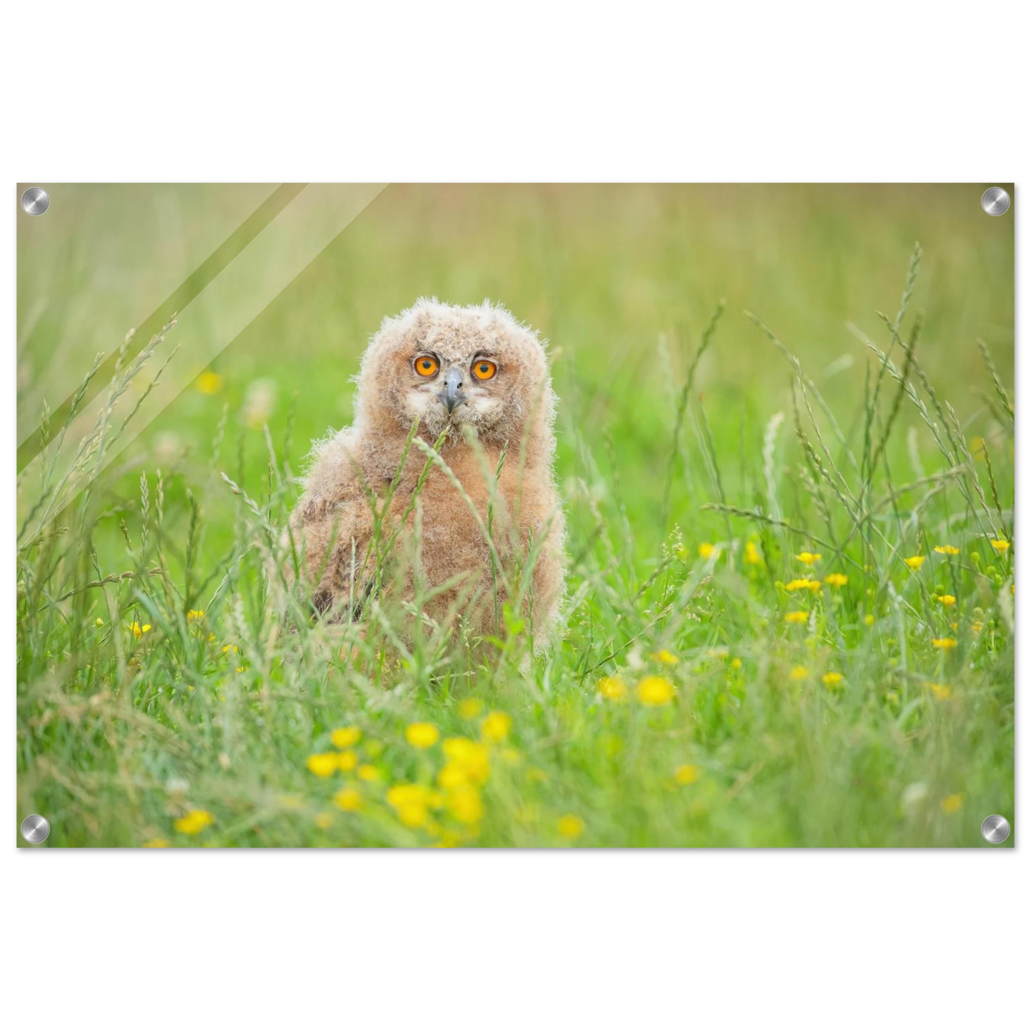 Wandbild junges eulenkueken im gras ein bezaubernder anblick fuer ihr zuhause in vielen groessen